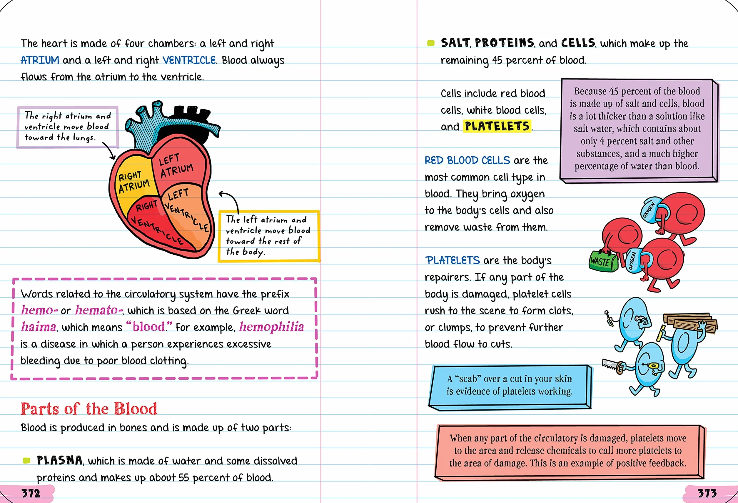 Everything You Need to Ace Biology in One Big Fat Notebook