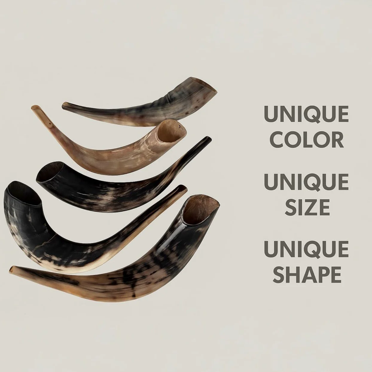 Schofar: Autentyczny i koszerny polerowany shofar Ramhorn z Izraela (30,5 cm – 35,6 cm)