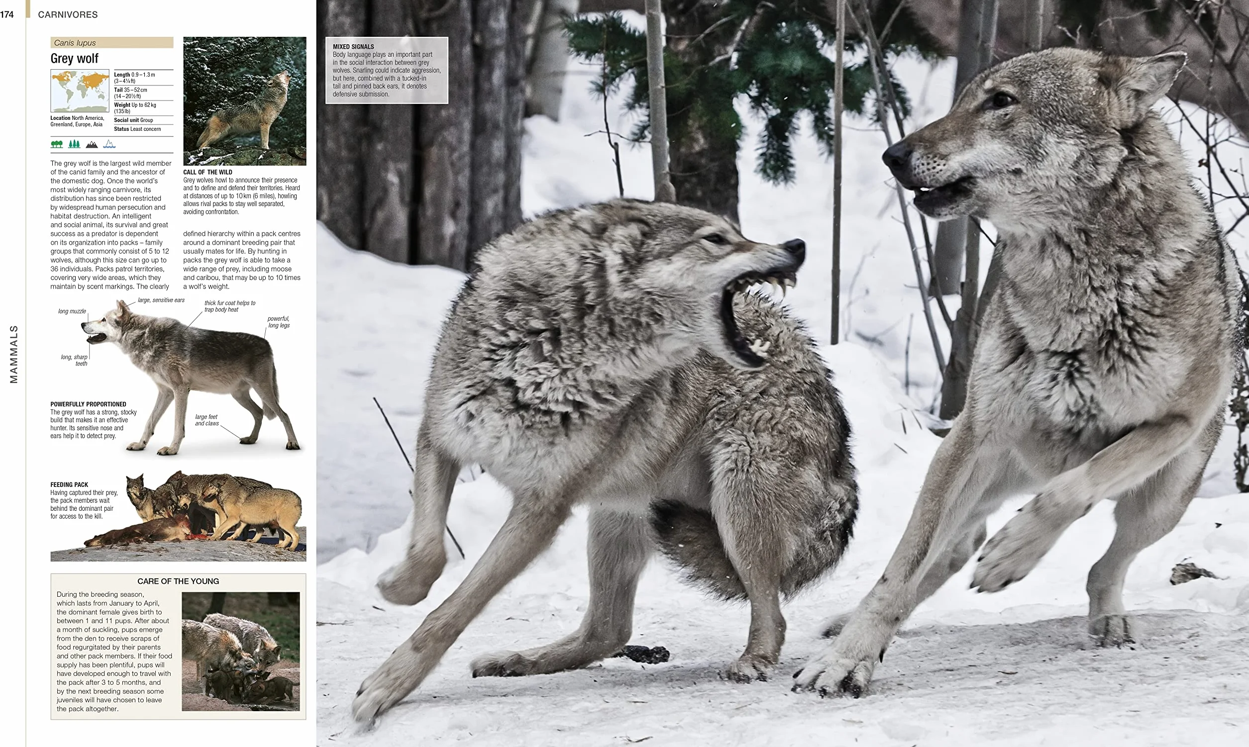 Animal: The Definitive Visual Guide