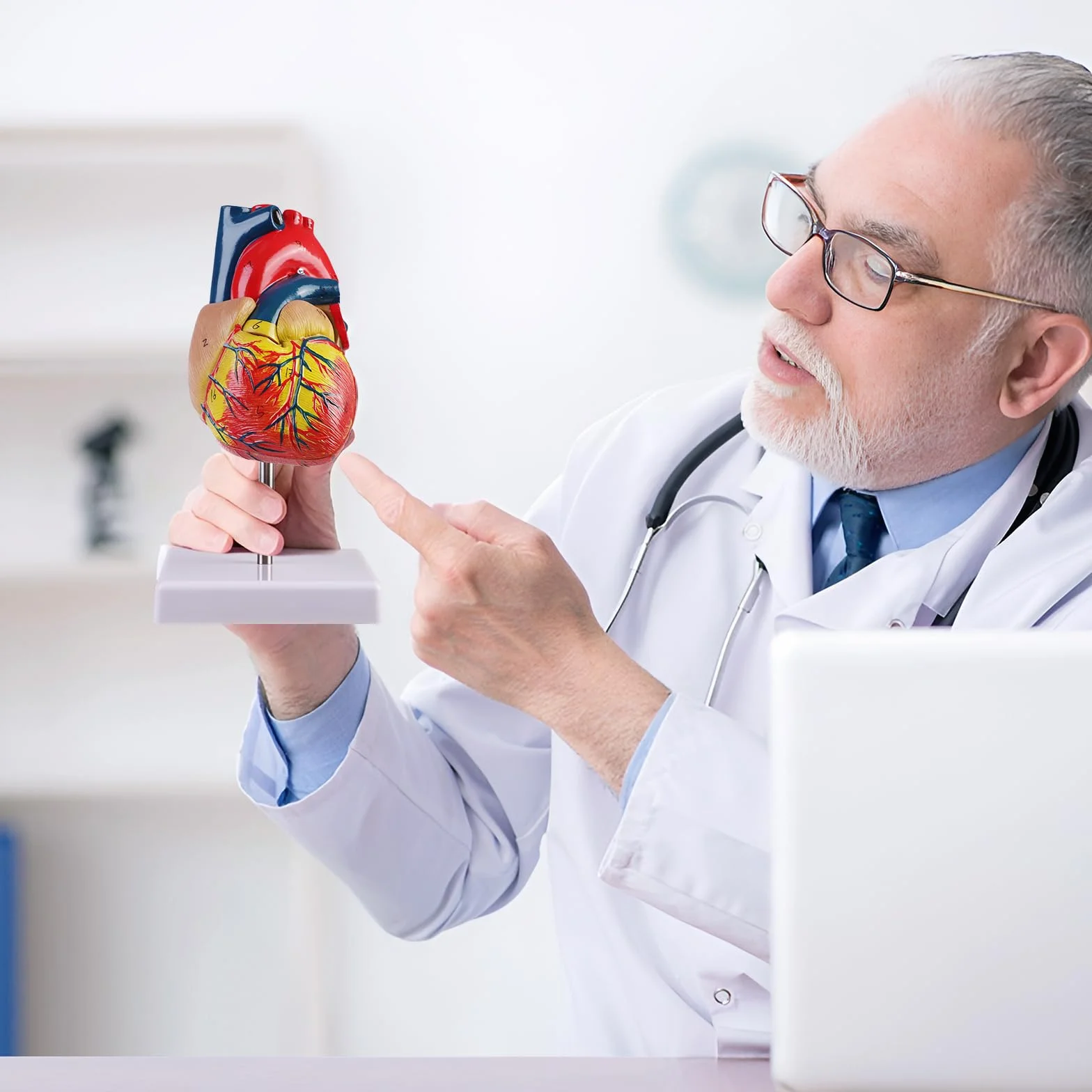 ERWEY Model ludzkiego serca do anatomii, replika 1:1 modelu serca naturalnej wielkości, z 34 oznaczeniami anatomicznymi i podstawą z PVC