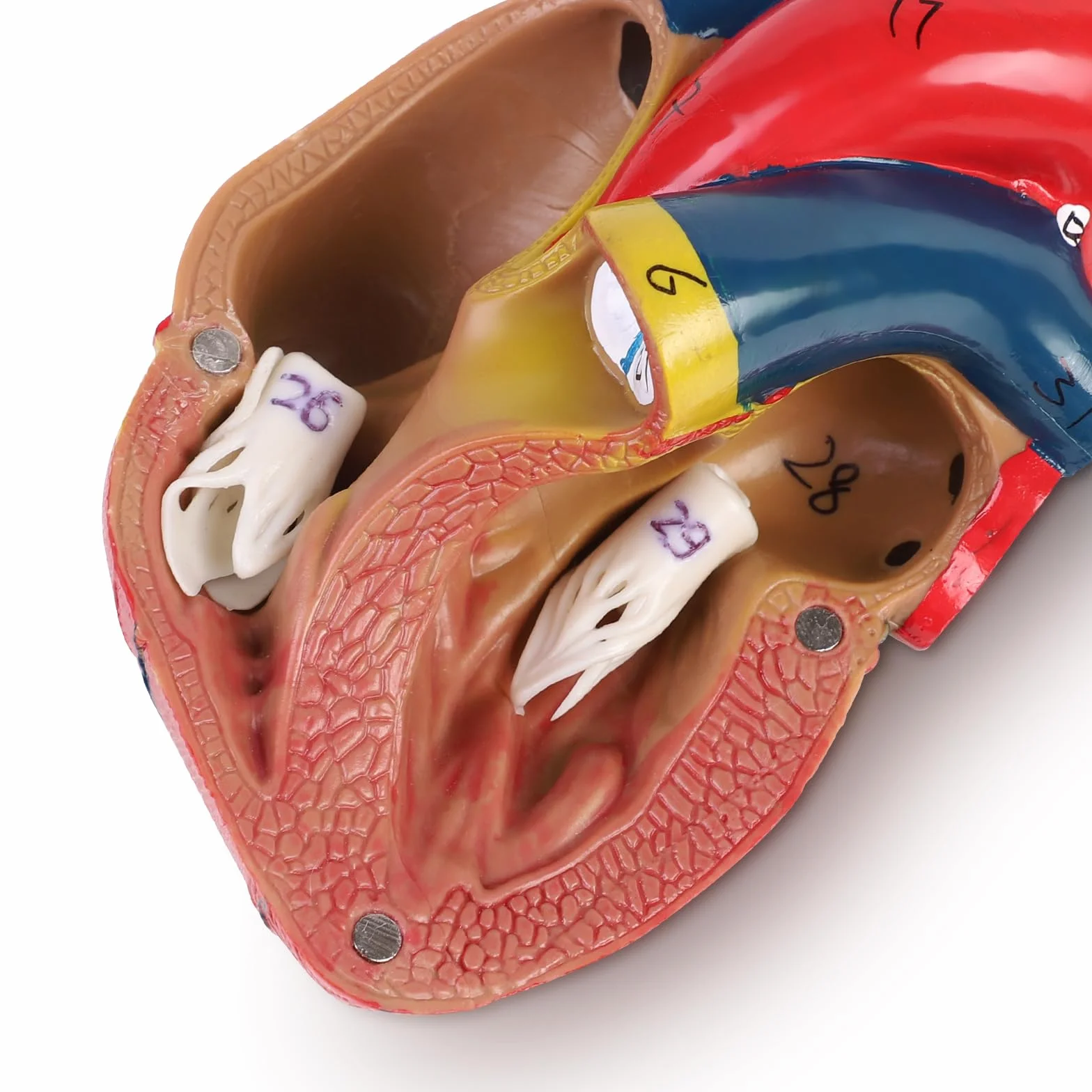 ERWEY Model ludzkiego serca do anatomii, replika 1:1 modelu serca naturalnej wielkości, z 34 oznaczeniami anatomicznymi i podstawą z PVC