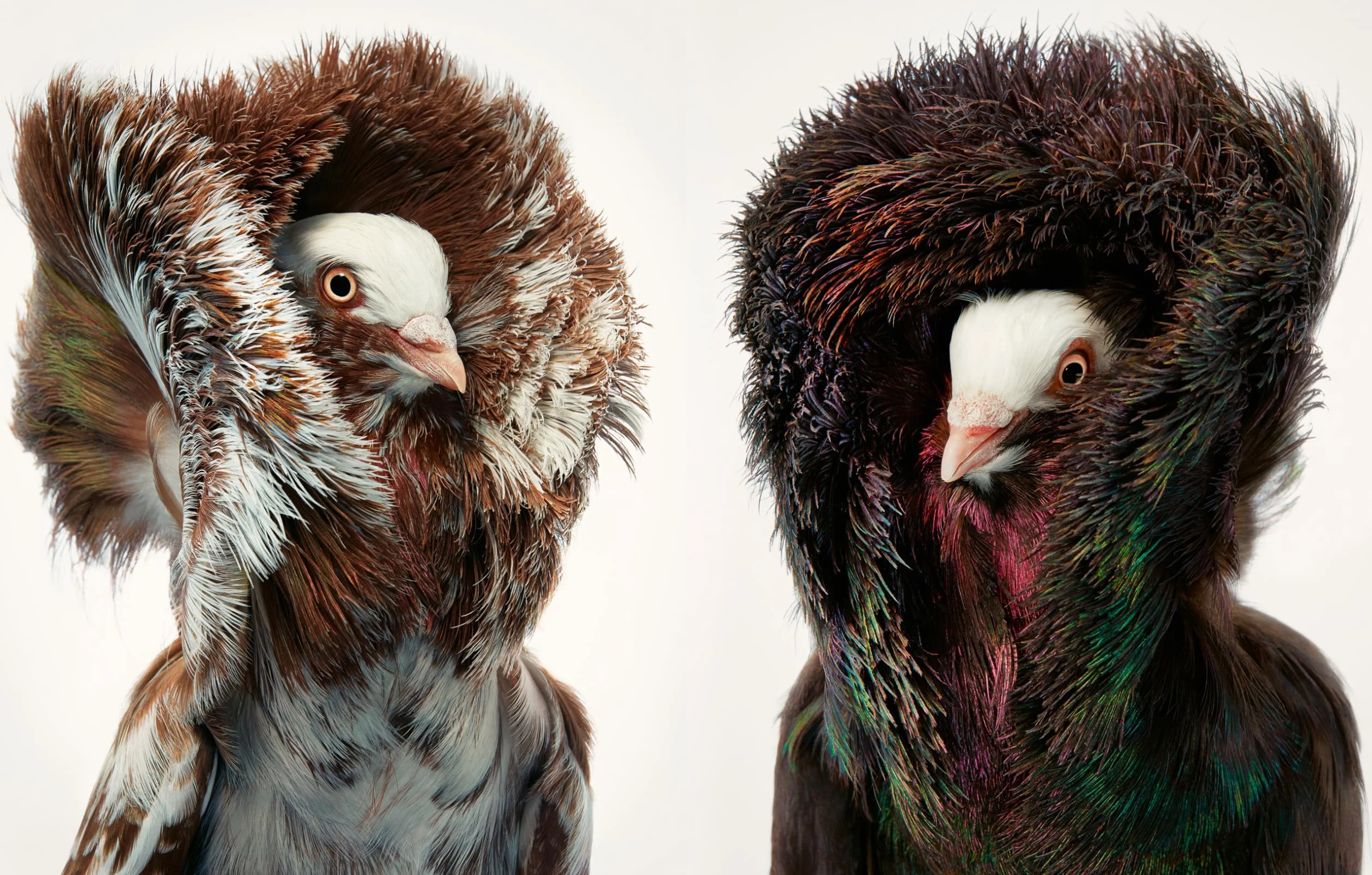 Birds: Photographs