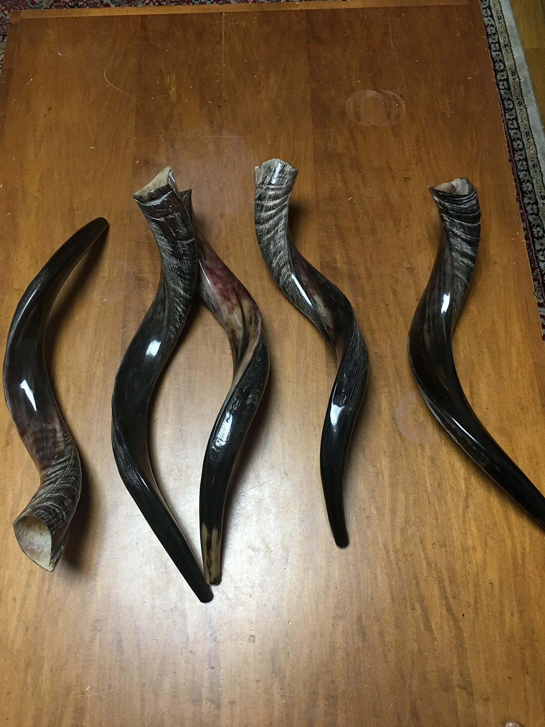 Połowa polerowana naturalna judaika koszerna 60-70 cm Yeninite Kudu Shofar róg Izrael