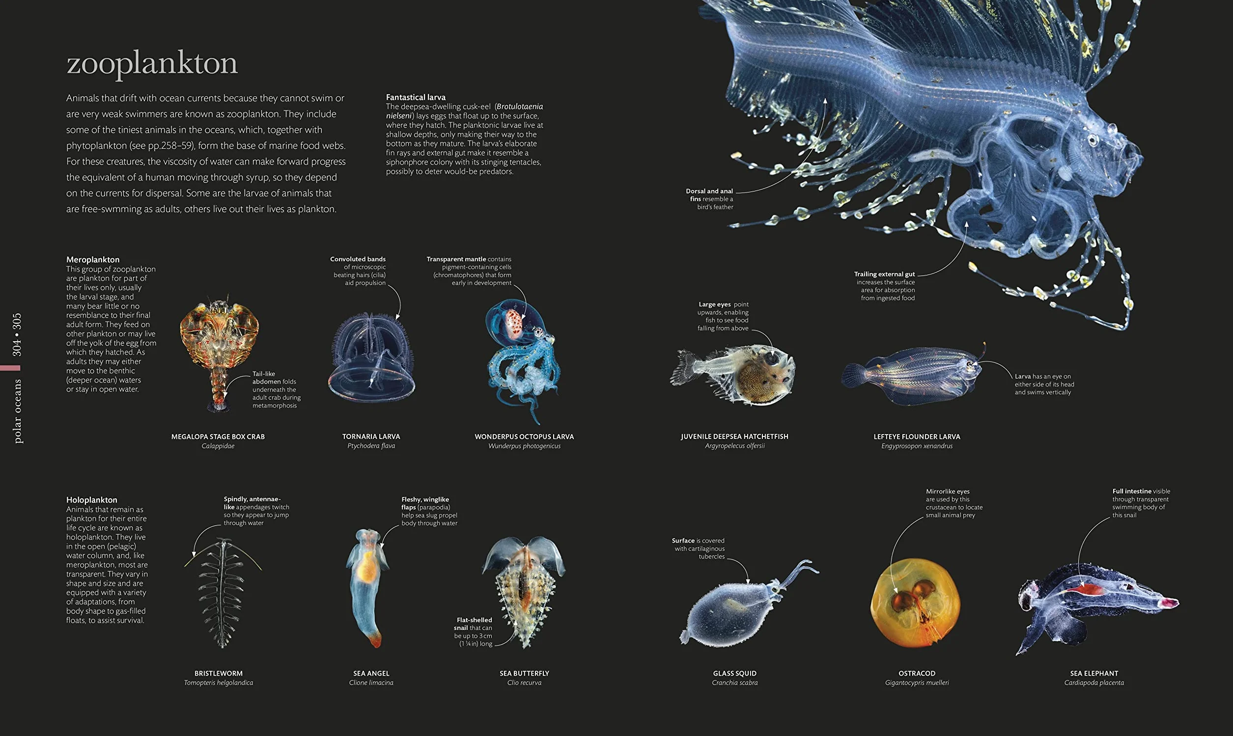 The Science of the Ocean: The Secrets of the Seas Revealed