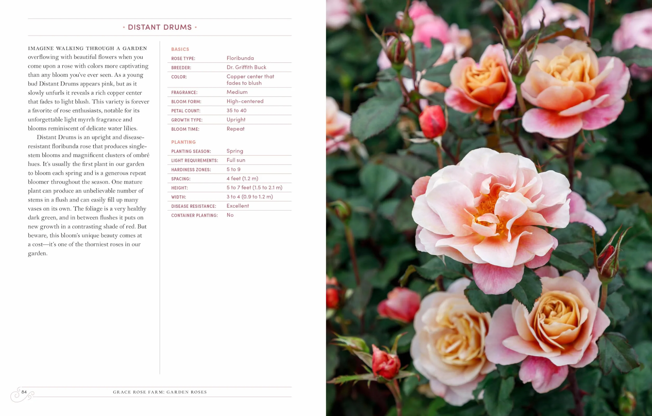 Grace Rose Farm: Garden Roses: The Complete Guide to Growing & Arranging Spectacular Blooms