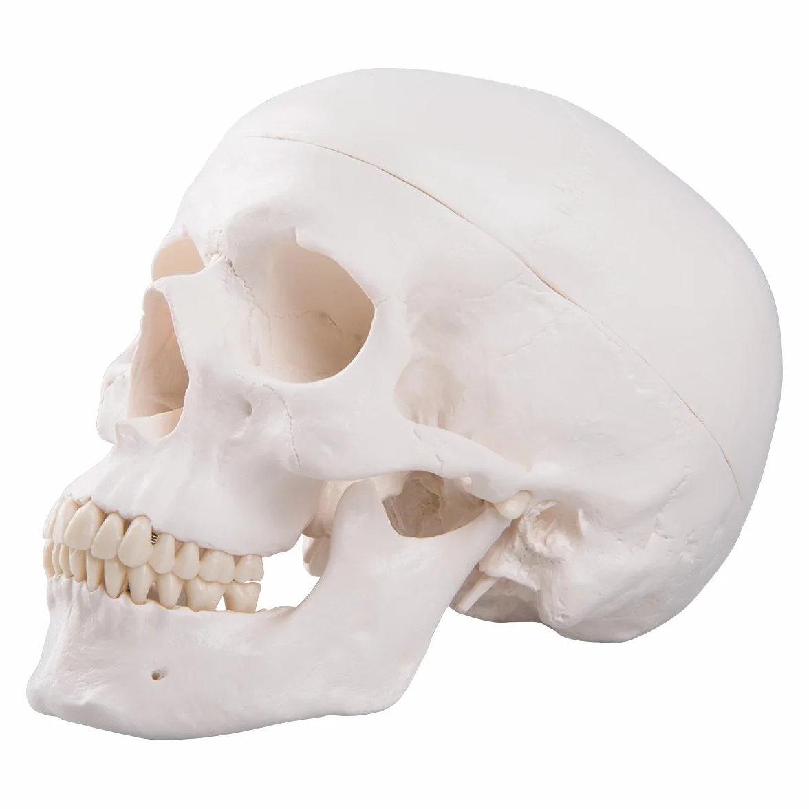 3B Scientific A20 Anatomia człowieka - Klasyczny model ludzkiej czaszki z połączeniami magnetycznymi, część 3 + bezpłatne oprogramowanie anatomiczne - 3B Smart Anatomy (może nie być dostępne w języku polskim)