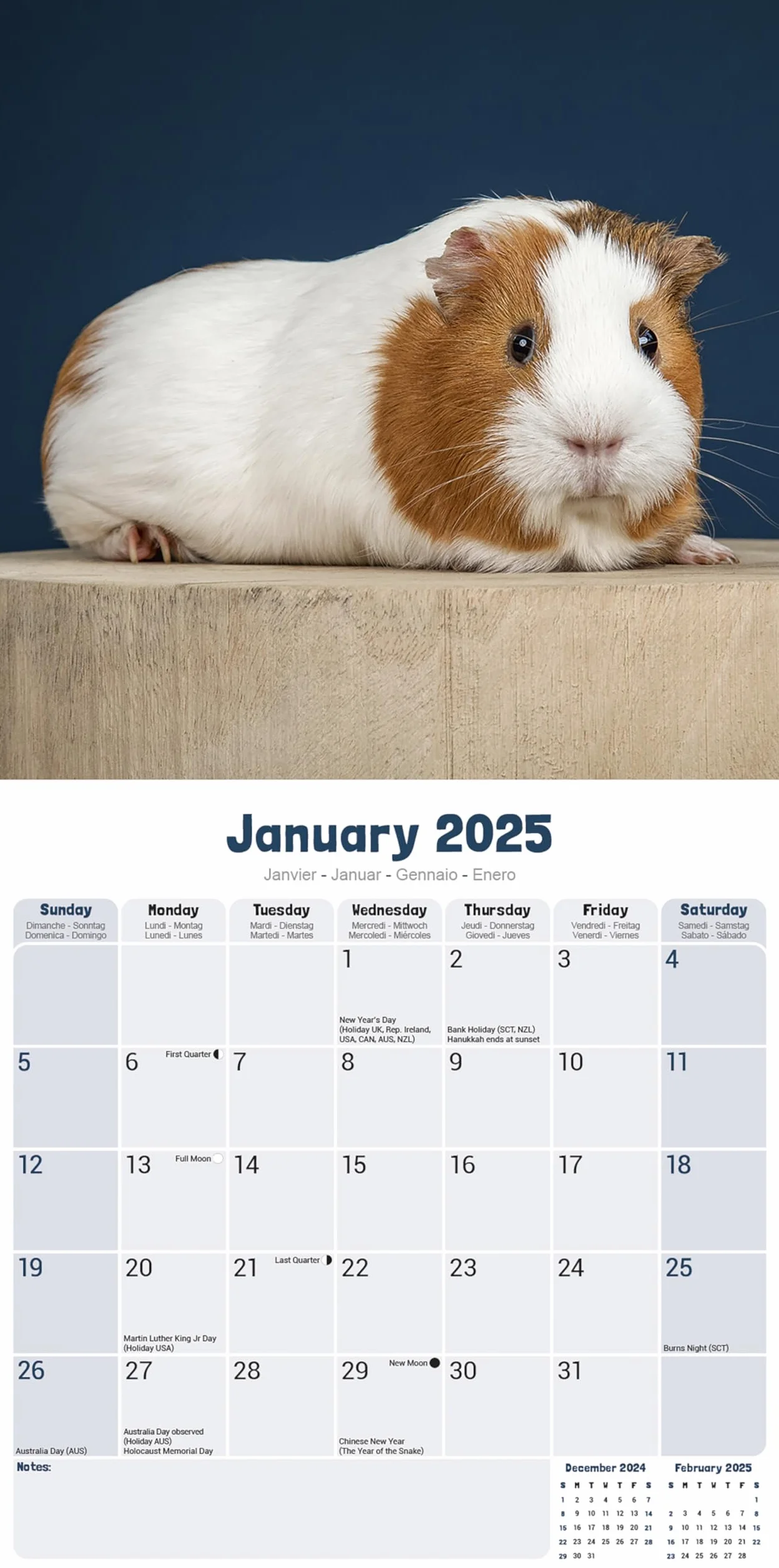 Guinea Pigs Calendar 2025 Square Wall Calendar 16 Month Avonside