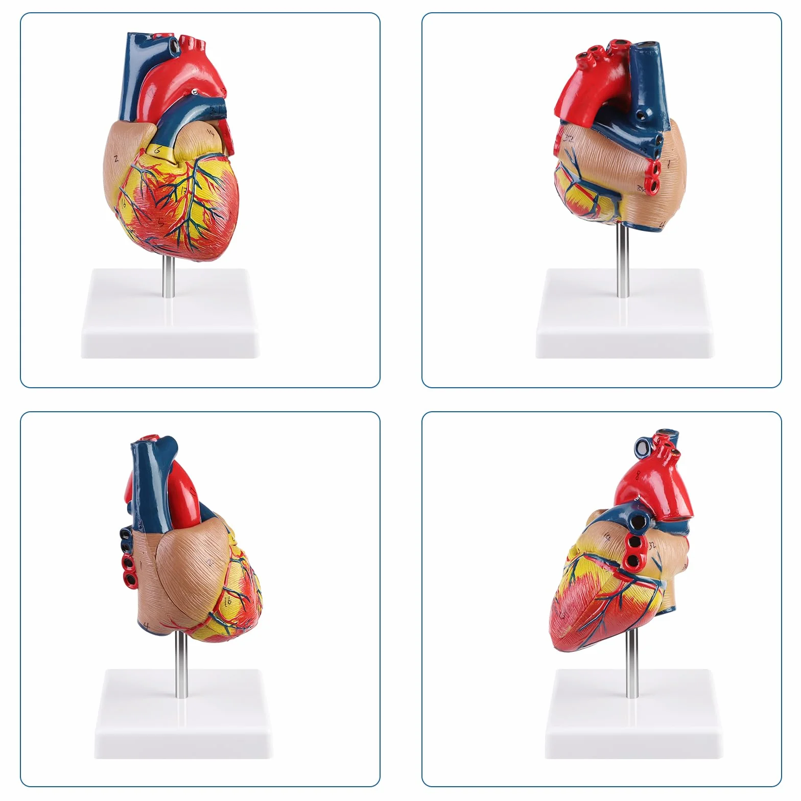 ERWEY Model ludzkiego serca do anatomii, replika 1:1 modelu serca naturalnej wielkości, z 34 oznaczeniami anatomicznymi i podstawą z PVC