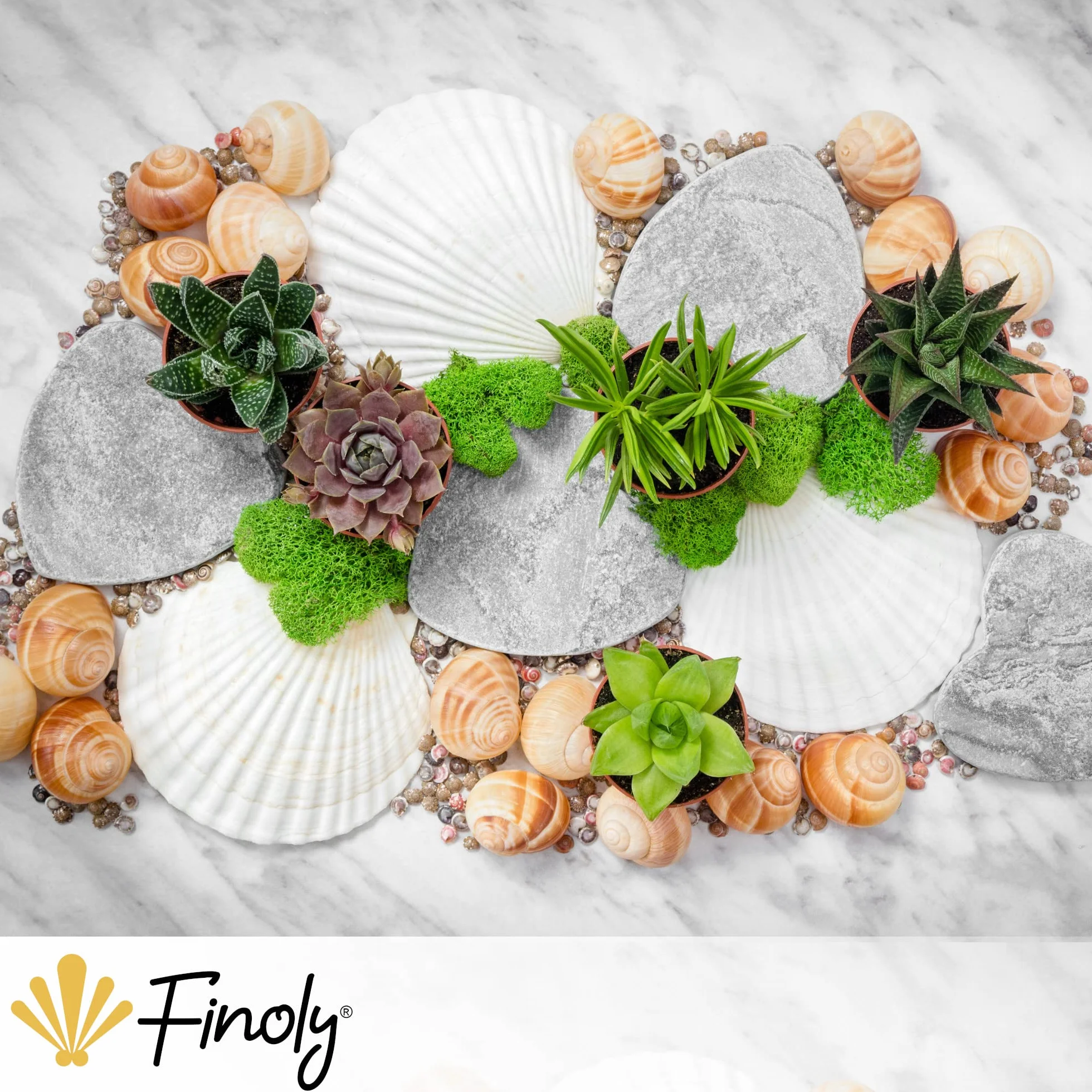 Finoly Muszle Małży Naturalne Duże Zestaw Sztuk do Kuchni i Dekoracji 10x11 cm | Duże Muszle Małży do Rękodzieła DIY (16 sztuki)