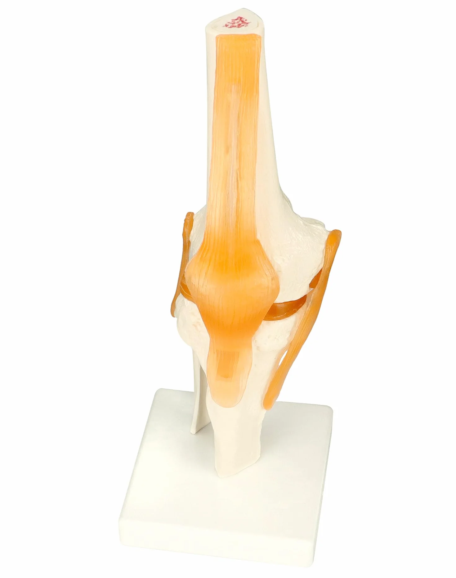 QWORK® naturalnej wielkości model anatomiczny szkieletu ludzkiego stawu kolanowego do nauki i nauczania medycznego (wysokość 30,5 cm)