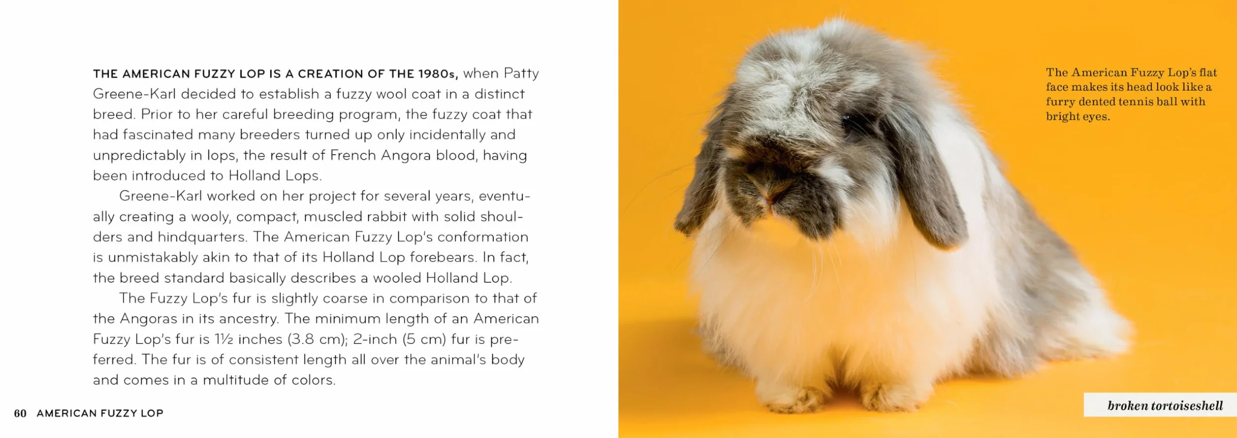 Rabbit Breeds: The Pocket Guide to 49 Essential Breeds