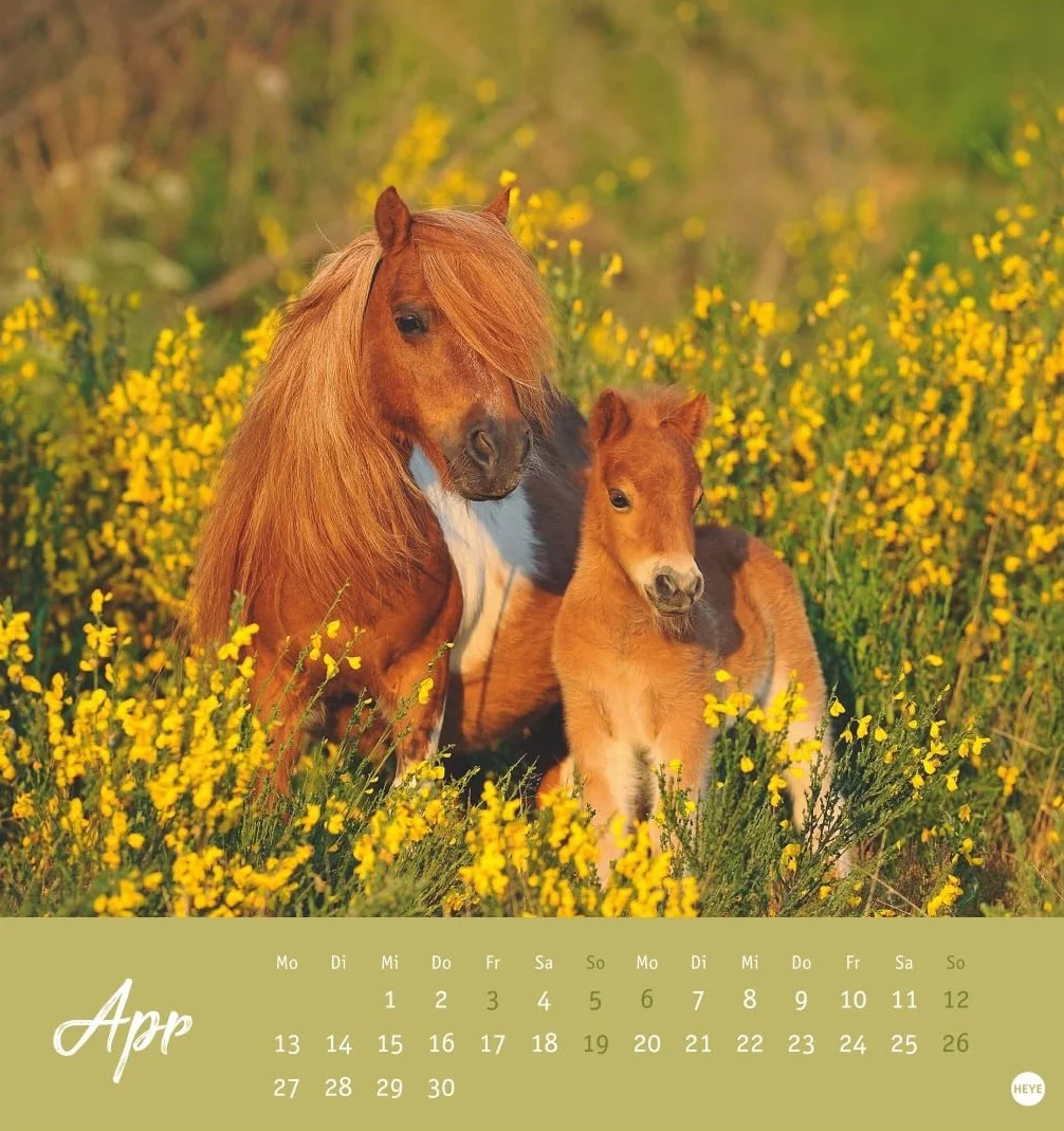 Pferde Postkartenkalender 2026 - Starke Freunde: Pferdefotografin Sabine Stuewer setzt die edlen Tiere in einem kleinen Kalender perfekt in Szene. Hochwertiger Postkarten-Fotokalender.