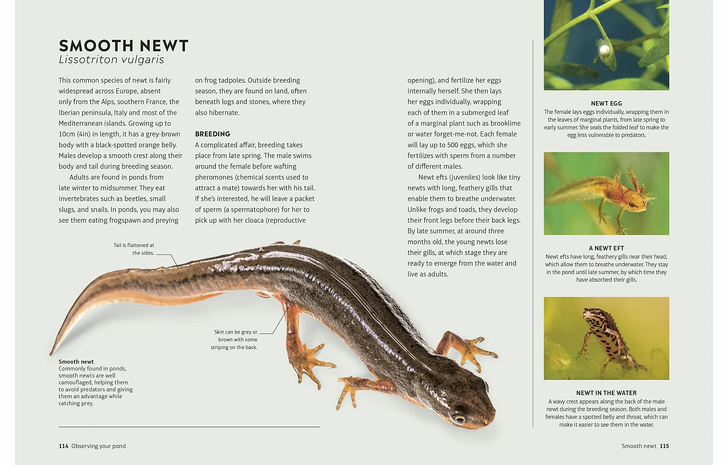 RHS How to Create a Wildlife Pond: Plan, Dig, and Enjoy a Natural Pond in Your Own Back Garden