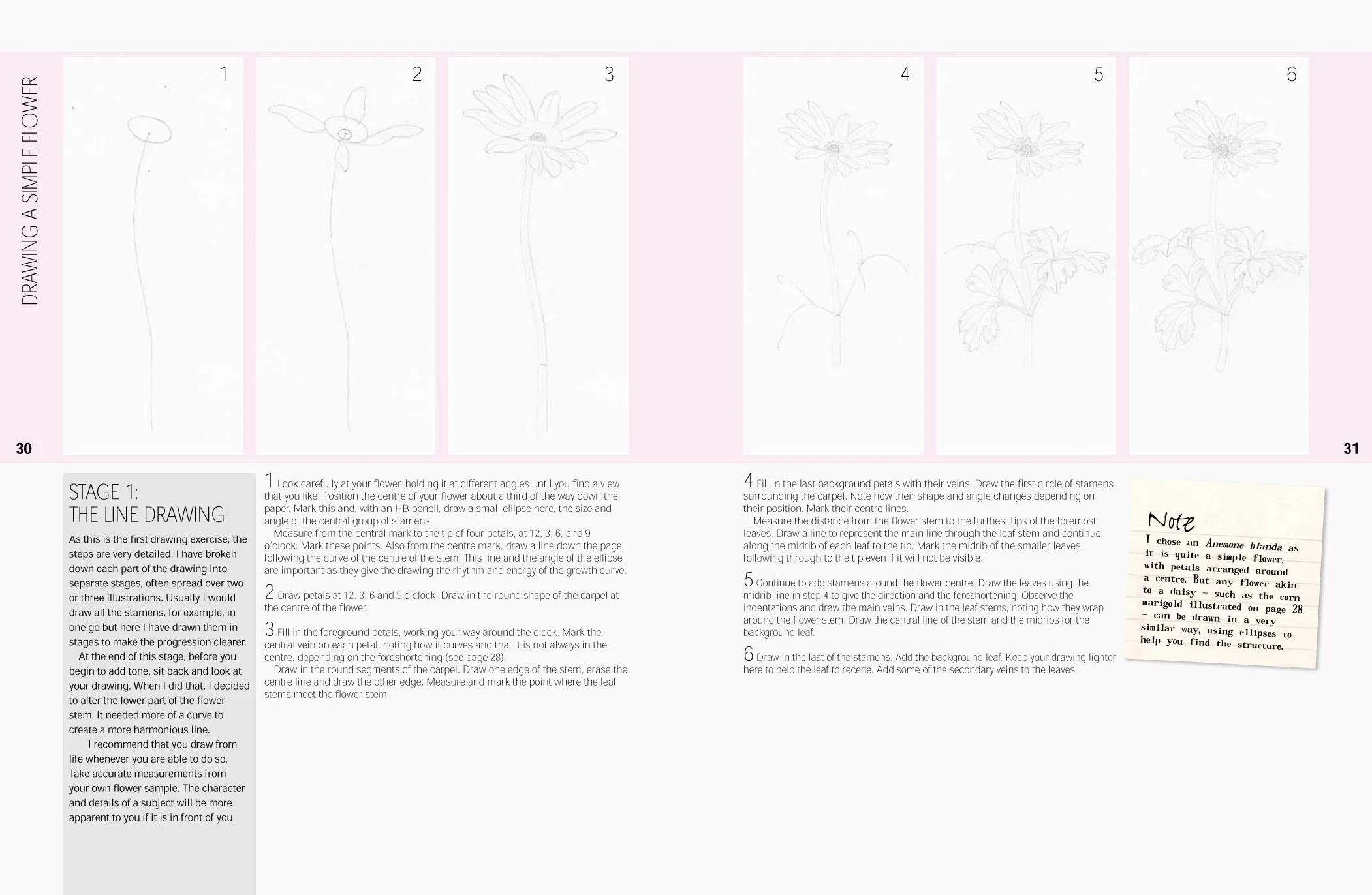 Botanical Drawing: A Step-By-Step Guide to Drawing Flowers, Vegetables, Fruit and Other Plant Life