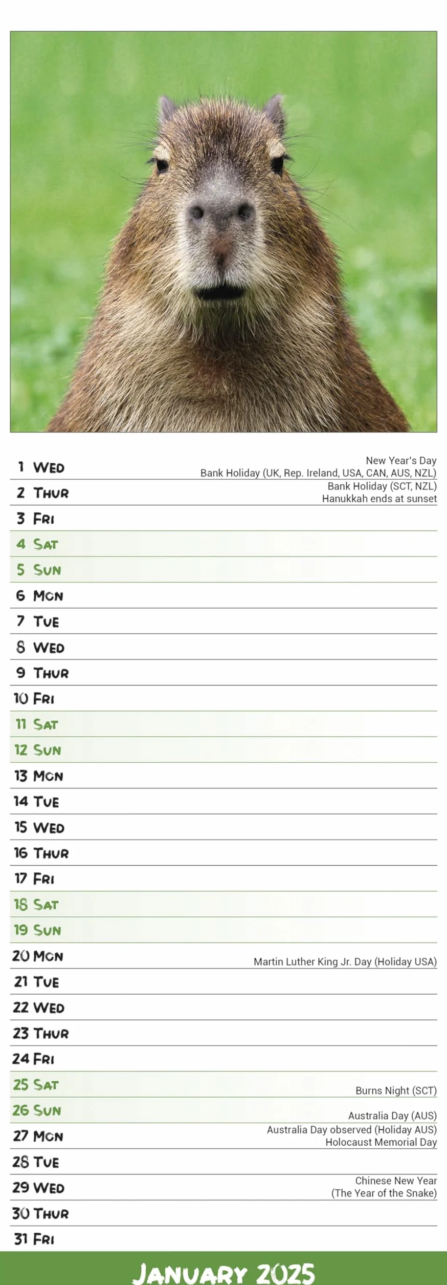 Capybara – Wasserschwein 2025: Original Avonside-Kalender – Slimline [Mehrsprachig] [Kalender]