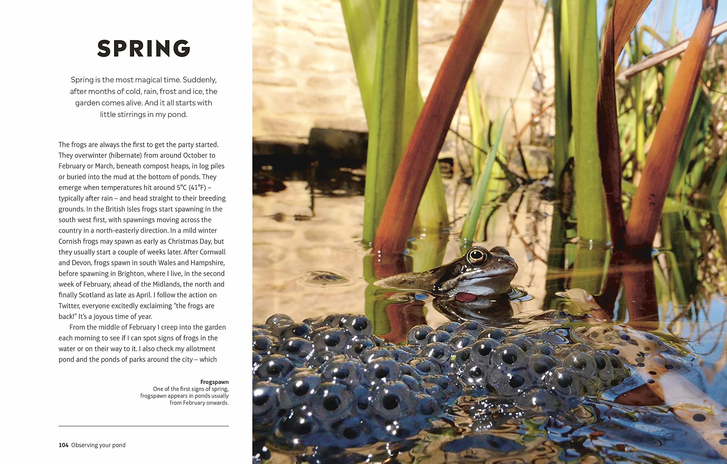 RHS How to Create a Wildlife Pond: Plan, Dig, and Enjoy a Natural Pond in Your Own Back Garden