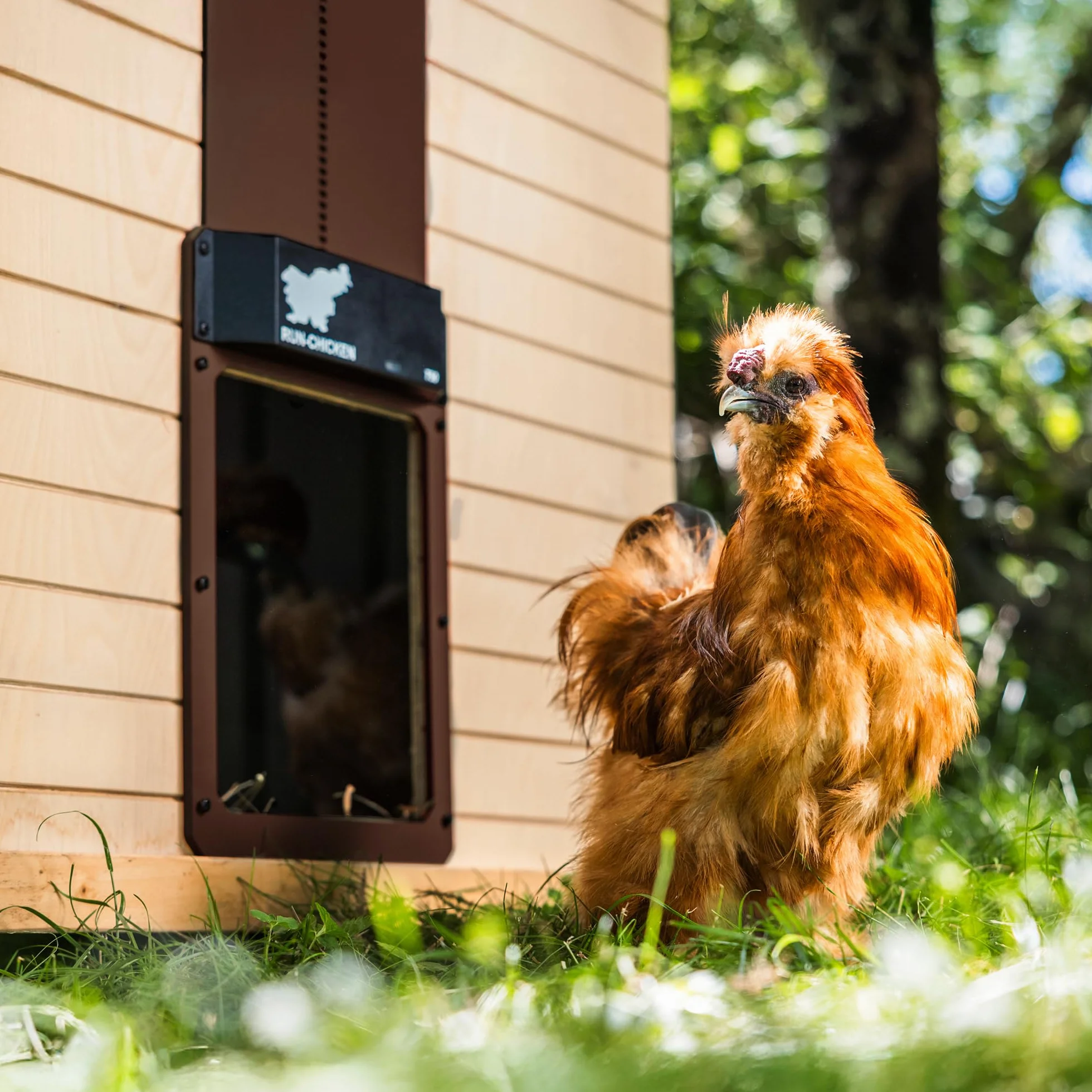 Run Chicken Model T50, automatyczne zwijanie drzwi, pełne aluminium, czujnik światła, funkcja opóźnienia, timer otwierania