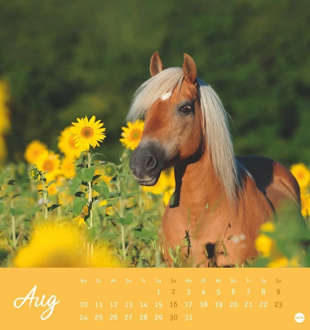 Pferde Postkartenkalender 2026 - Starke Freunde: Pferdefotografin Sabine Stuewer setzt die edlen Tiere in einem kleinen Kalender perfekt in Szene. Hochwertiger Postkarten-Fotokalender.