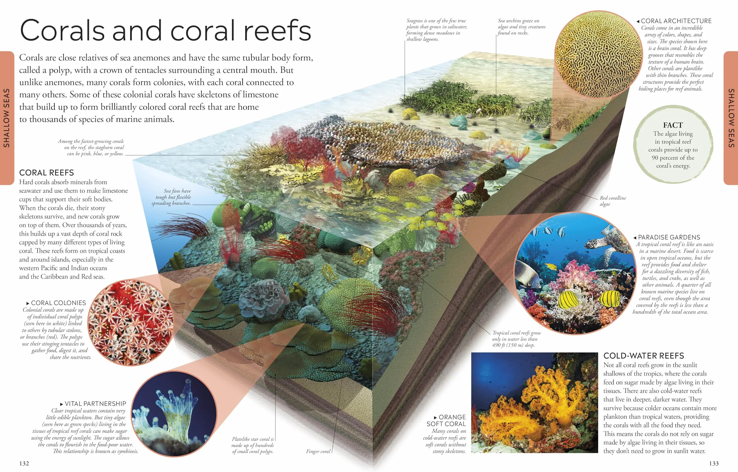 Ocean: A Visual Encyclopedia, 2nd Edition