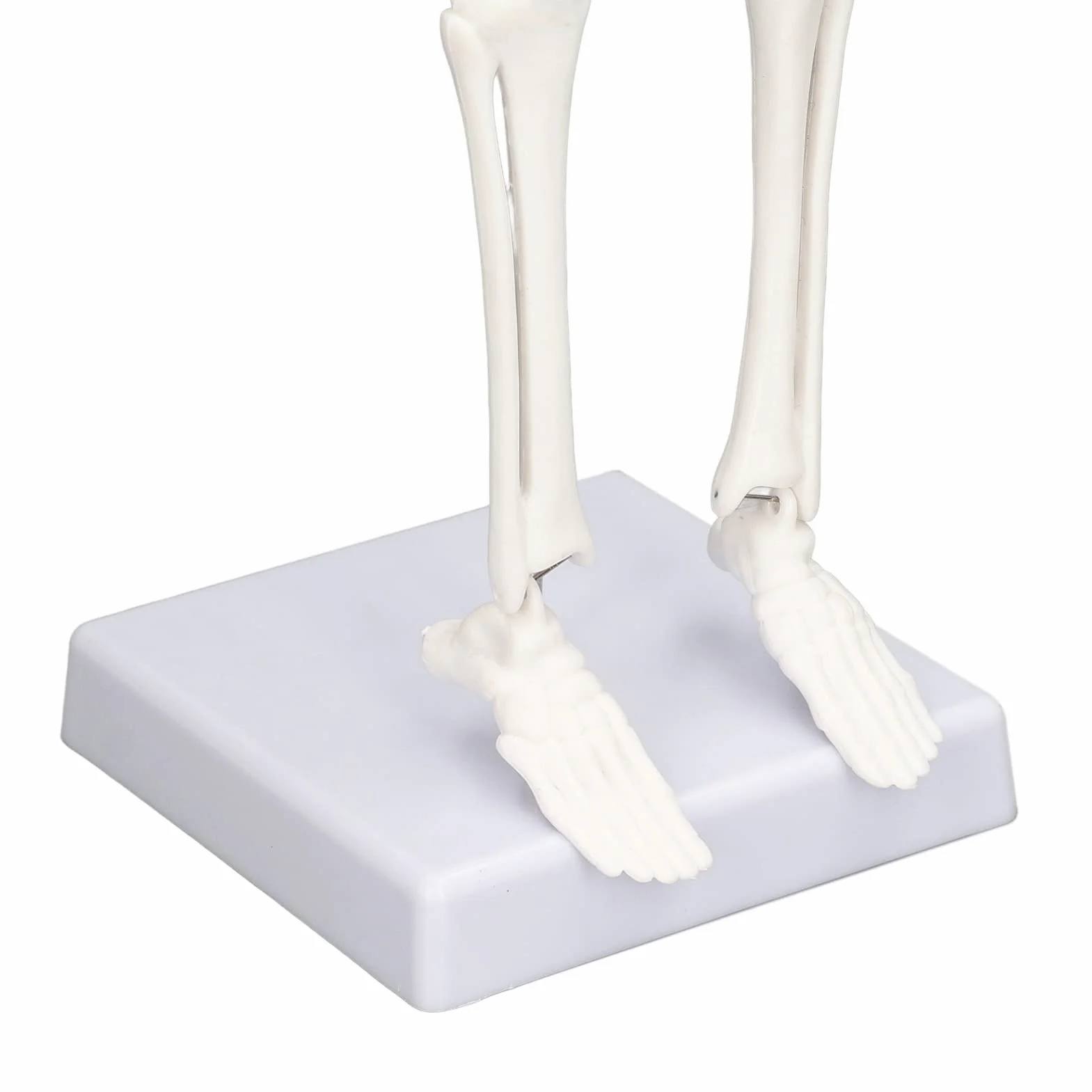 Mini Model Szkieletu Człowieka, Anatomiczny Model Szkieletu Medycznego, 45cm/ 17.7in Mini Model Człowieka z PVC z Pełną Strukturą Kości z Ruchomymi Ramionami, Nogami i Stojakiem do Nauczania