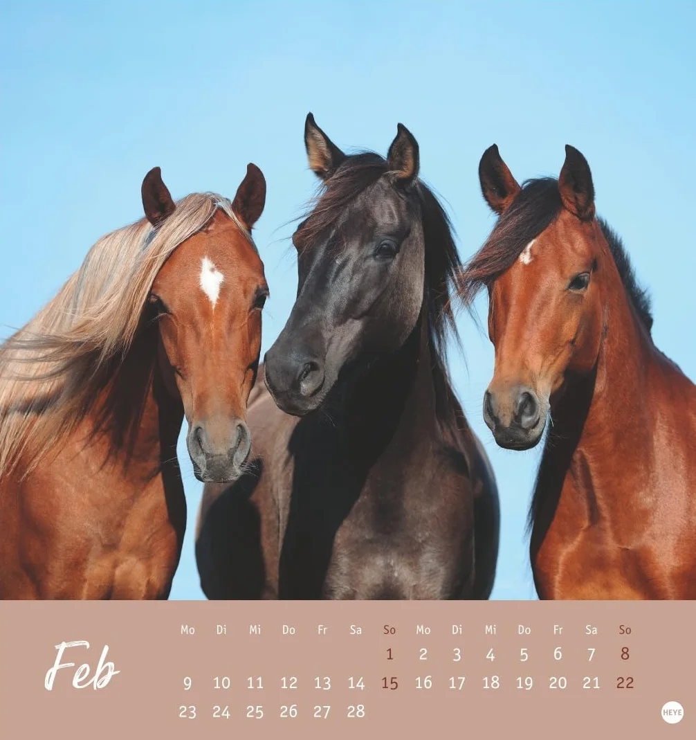Pferde Postkartenkalender 2026 - Starke Freunde: Pferdefotografin Sabine Stuewer setzt die edlen Tiere in einem kleinen Kalender perfekt in Szene. Hochwertiger Postkarten-Fotokalender.