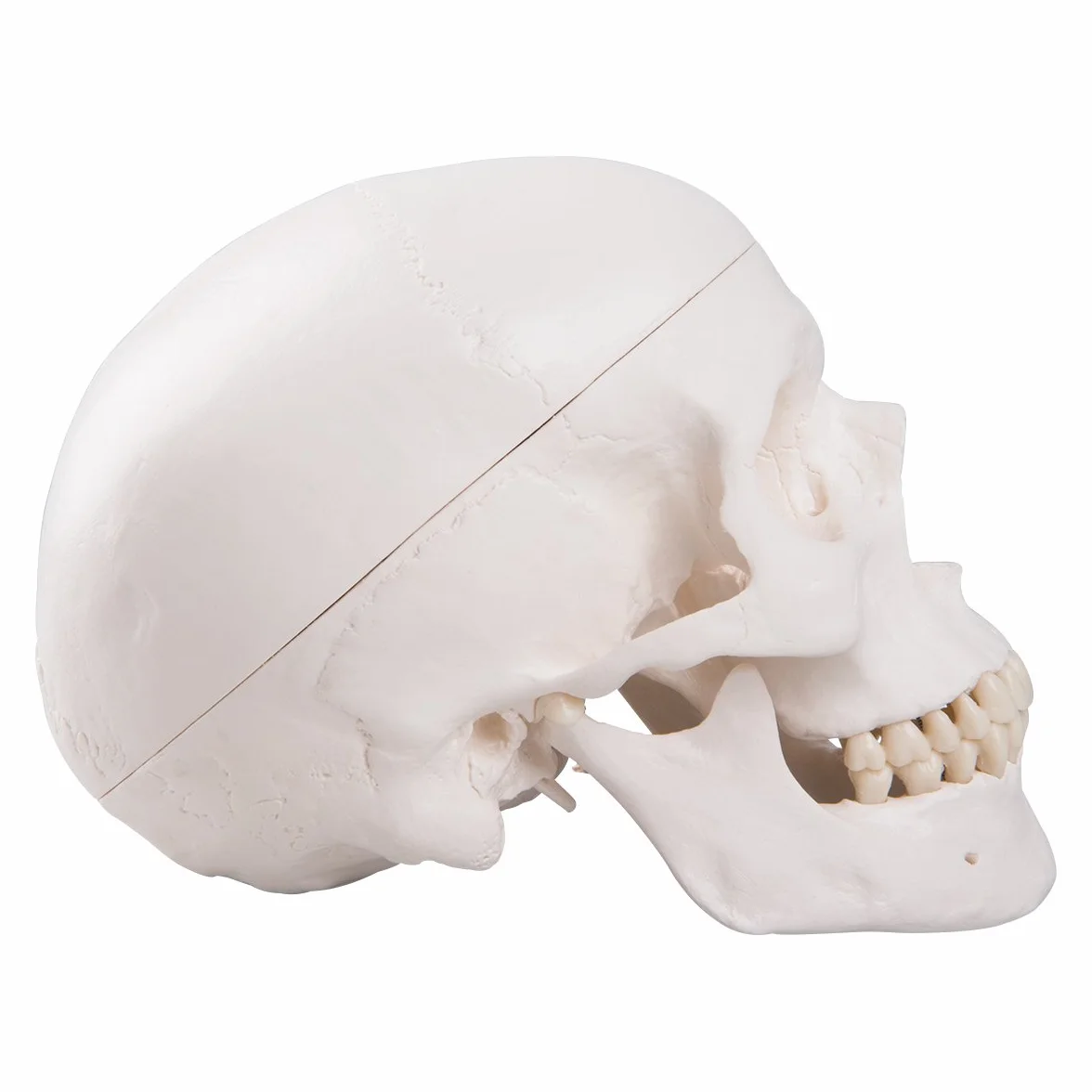 3B Scientific A20 Anatomia człowieka - Klasyczny model ludzkiej czaszki z połączeniami magnetycznymi, część 3 + bezpłatne oprogramowanie anatomiczne - 3B Smart Anatomy (może nie być dostępne w języku polskim)