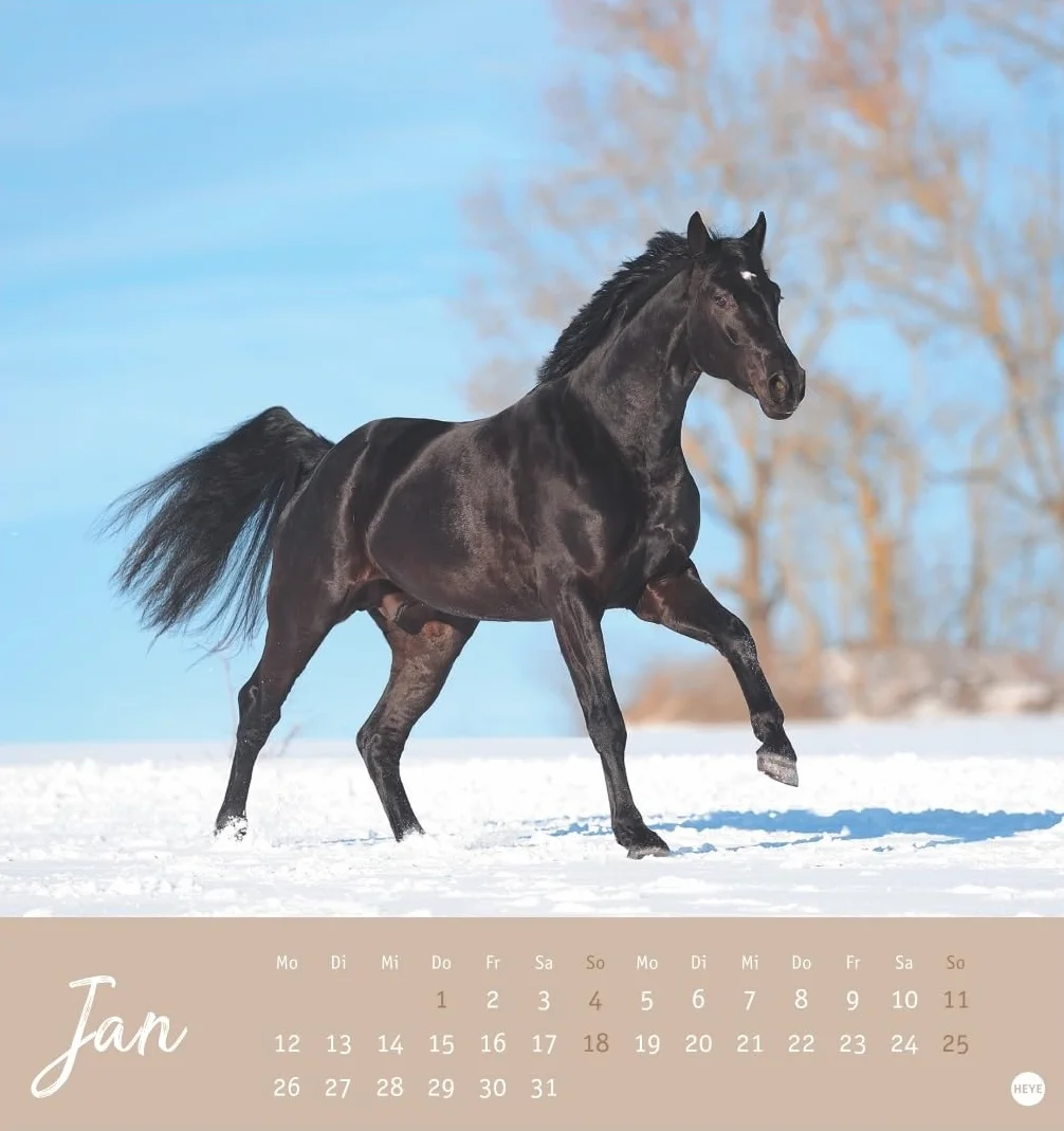 Pferde Postkartenkalender 2026 - Starke Freunde: Pferdefotografin Sabine Stuewer setzt die edlen Tiere in einem kleinen Kalender perfekt in Szene. Hochwertiger Postkarten-Fotokalender.