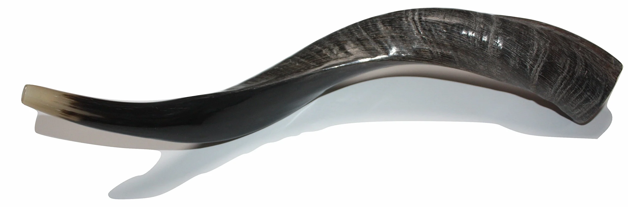 40 - 48 cm naturalny autentyczny koszerny jemeński róg kudu szofar żydowski - Izrael