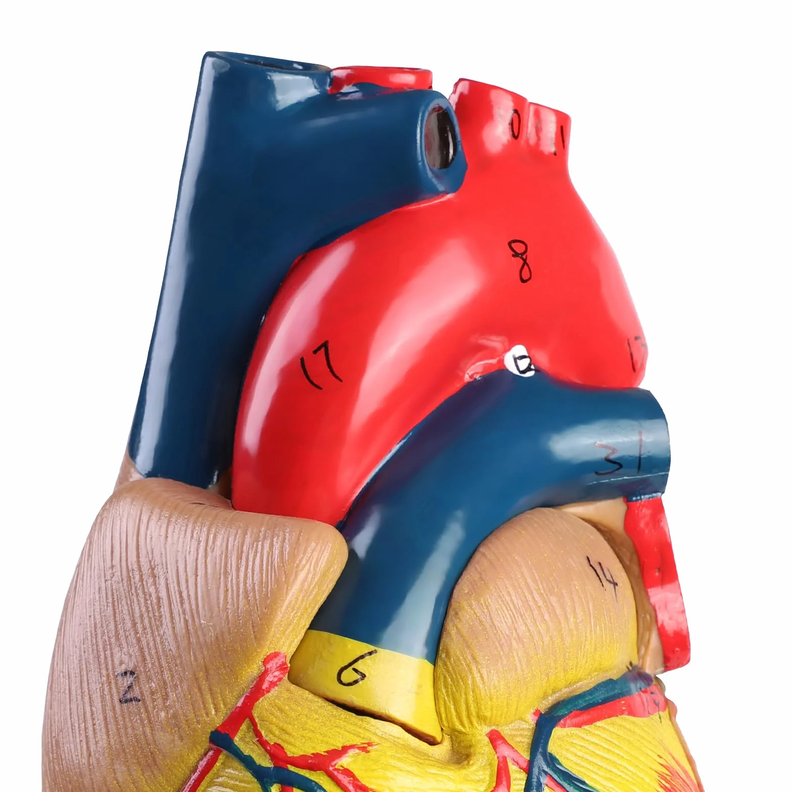 ERWEY Model ludzkiego serca do anatomii, replika 1:1 modelu serca naturalnej wielkości, z 34 oznaczeniami anatomicznymi i podstawą z PVC