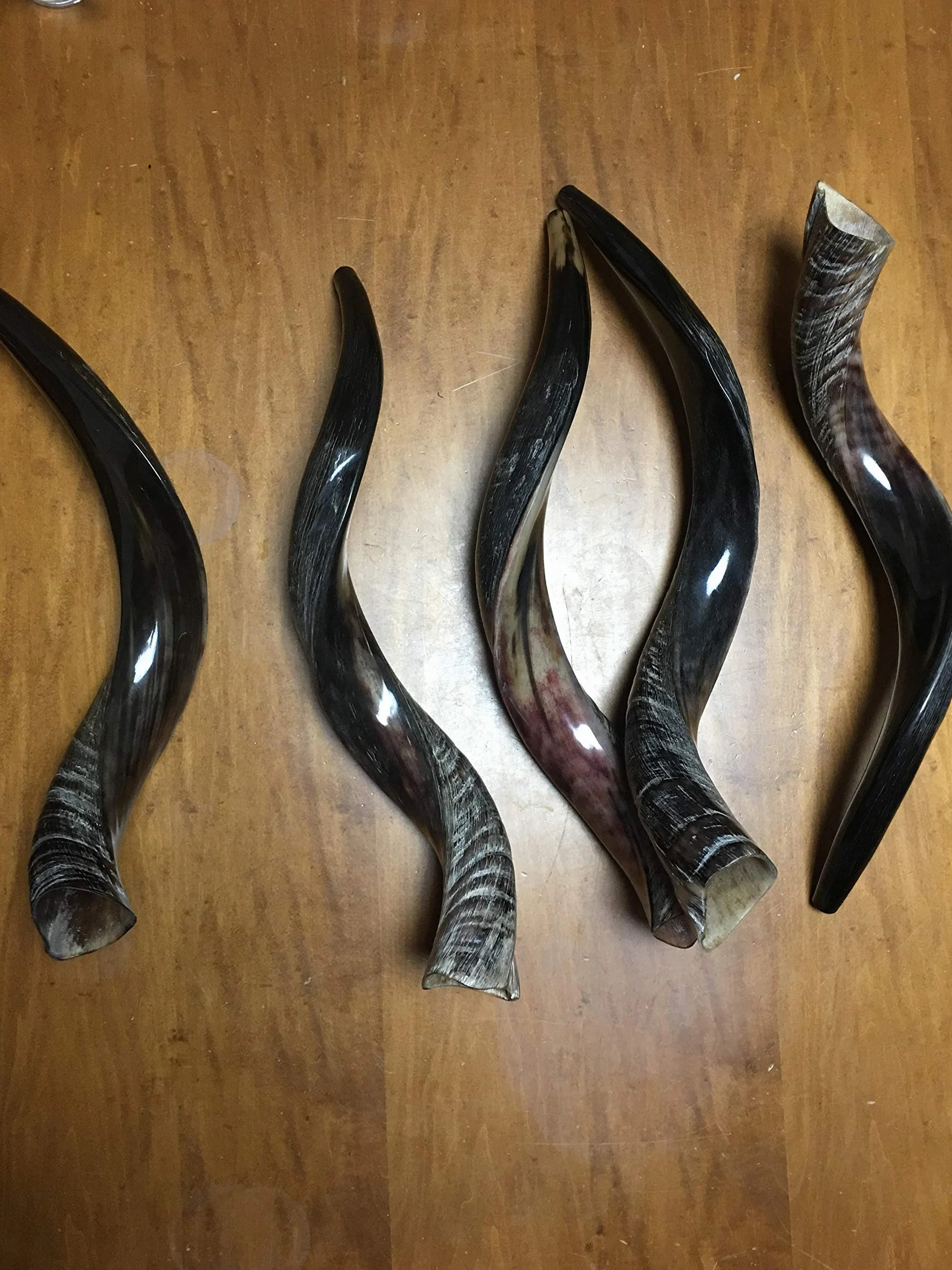 Połowa polerowana naturalna judaika koszerna 60-70 cm Yeninite Kudu Shofar róg Izrael