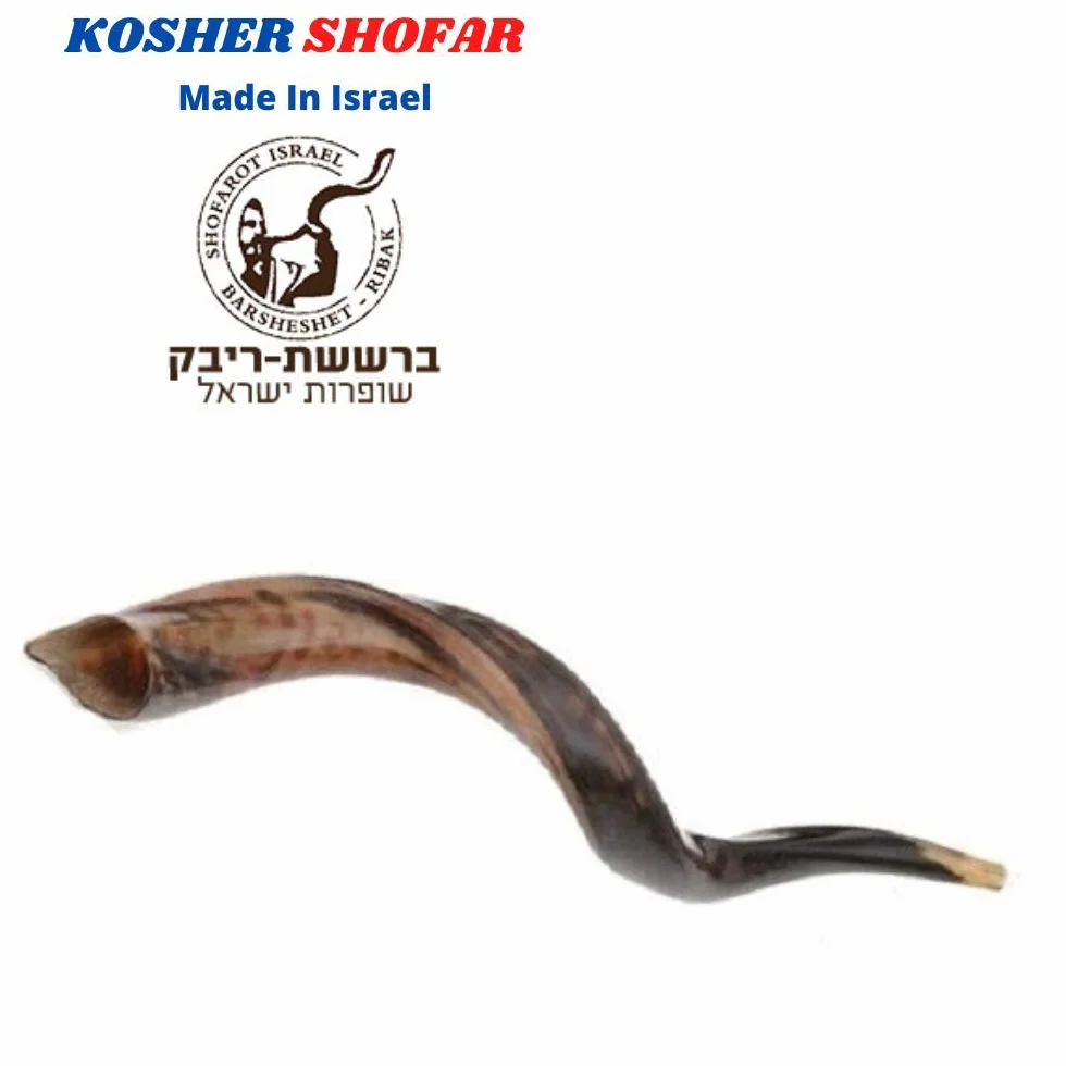 40 - 48 cm naturalny autentyczny koszerny jemeński róg kudu szofar żydowski - Izrael