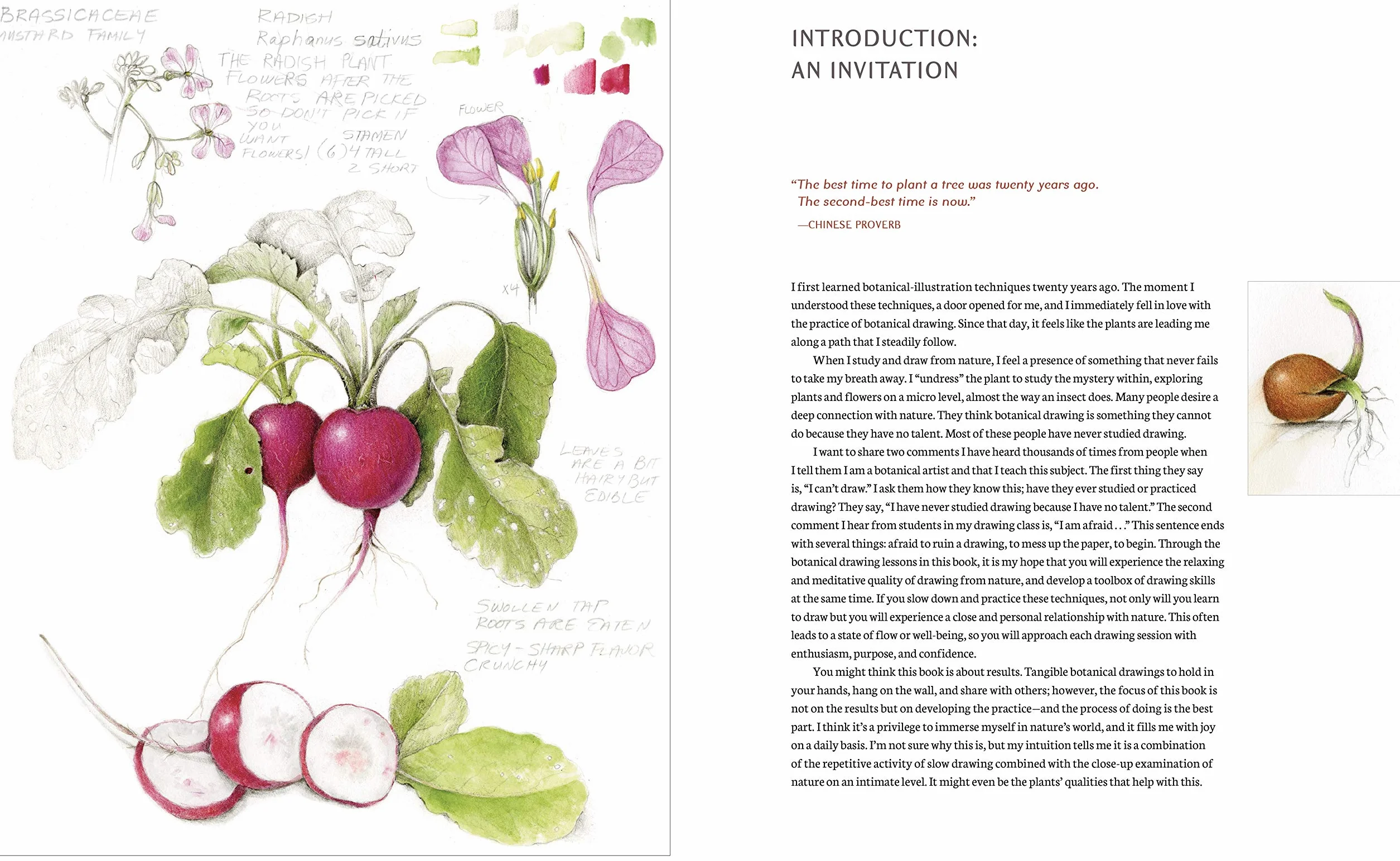 The Joy of Botanical Drawing: A Step-by-Step Guide to Drawing and Painting Flowers, Leaves, Fruit, and More