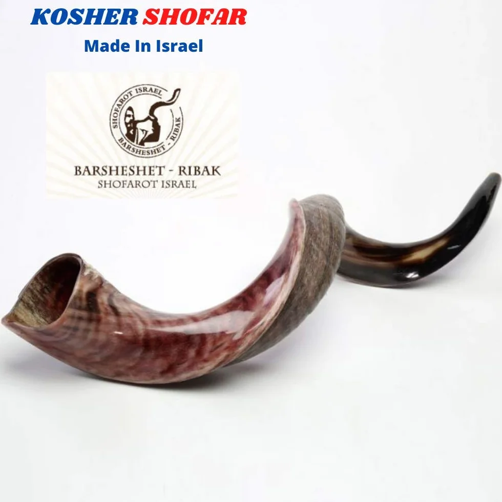 Połowa polerowana naturalna judaika koszerna 60-70 cm Yeninite Kudu Shofar róg Izrael