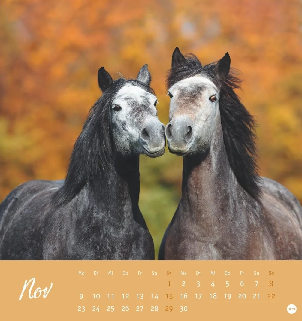 Pferde Postkartenkalender 2026 - Starke Freunde: Pferdefotografin Sabine Stuewer setzt die edlen Tiere in einem kleinen Kalender perfekt in Szene. Hochwertiger Postkarten-Fotokalender.