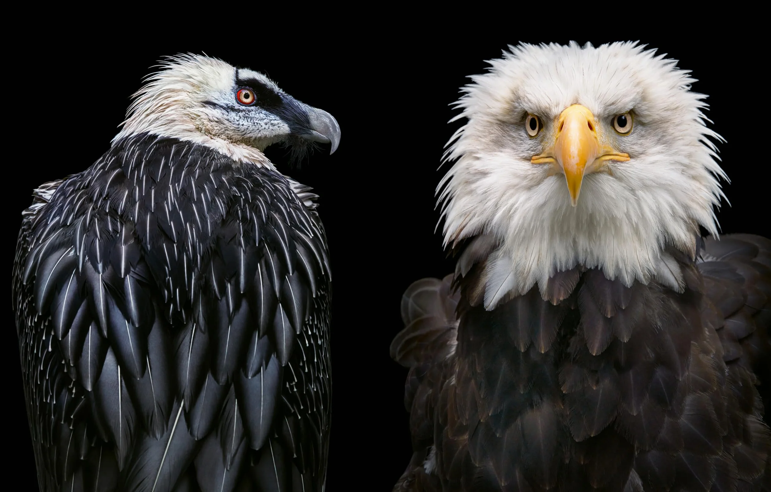 Birds: Photographs