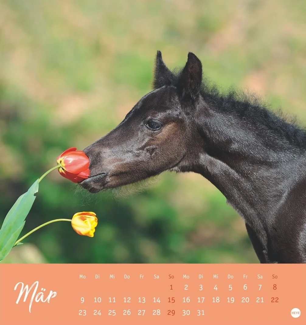 Pferde Postkartenkalender 2026 - Starke Freunde: Pferdefotografin Sabine Stuewer setzt die edlen Tiere in einem kleinen Kalender perfekt in Szene. Hochwertiger Postkarten-Fotokalender.