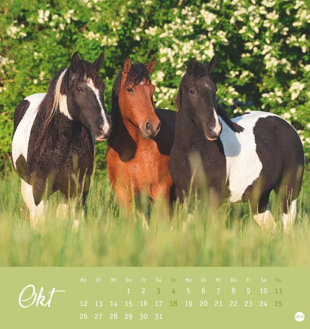 Pferde Postkartenkalender 2026 - Starke Freunde: Pferdefotografin Sabine Stuewer setzt die edlen Tiere in einem kleinen Kalender perfekt in Szene. Hochwertiger Postkarten-Fotokalender.