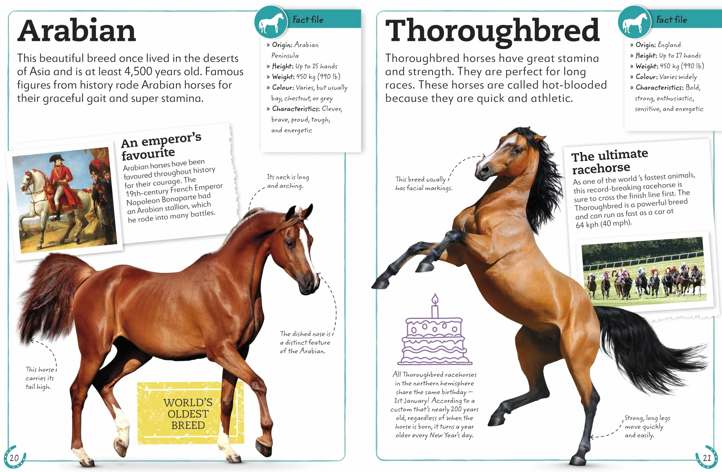 My Book of Horses and Ponies: A Fact-Filled Guide to Your Equine Friends