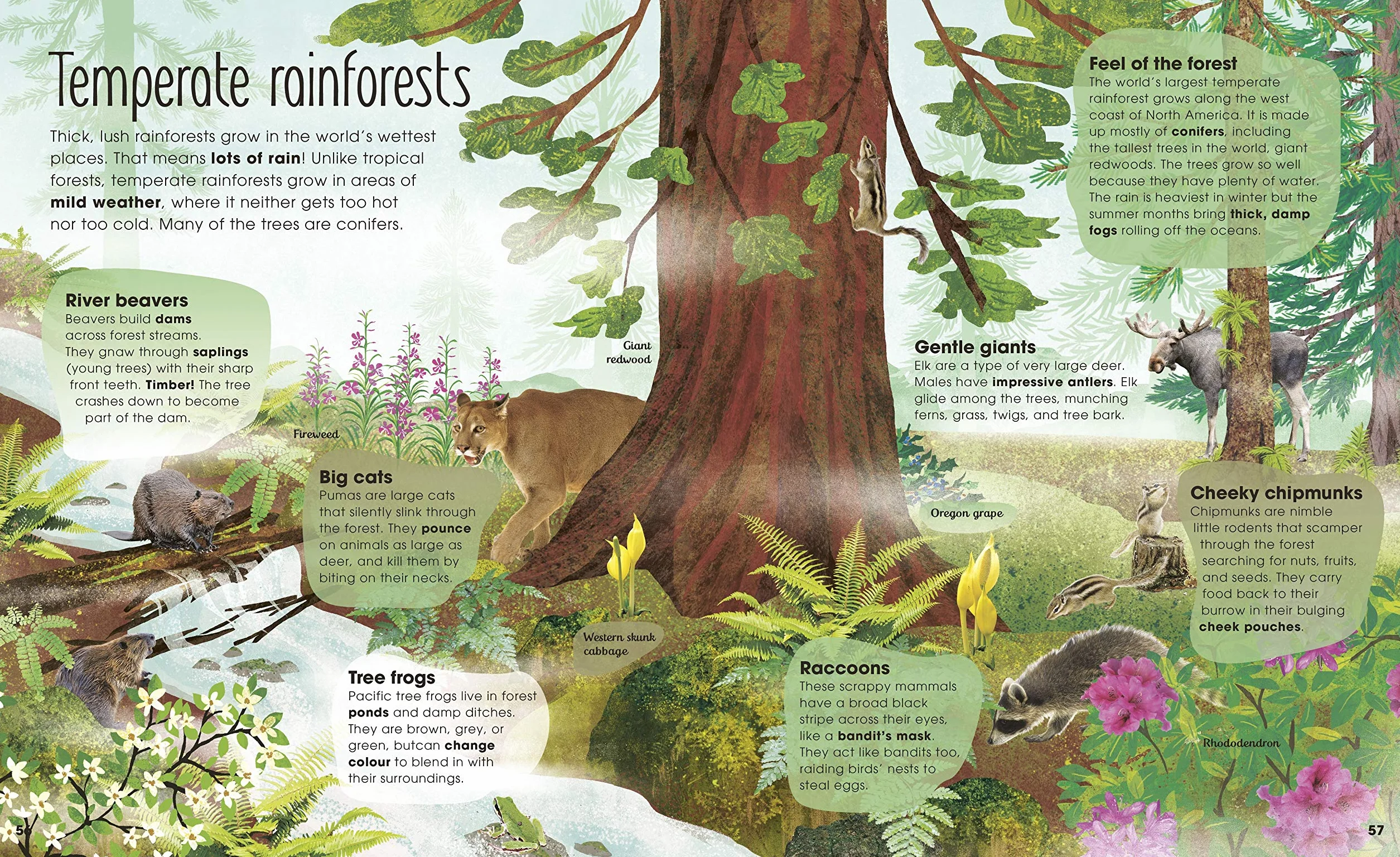 RHS The Magic and Mystery of Trees (The Magic and Mystery of Nature)