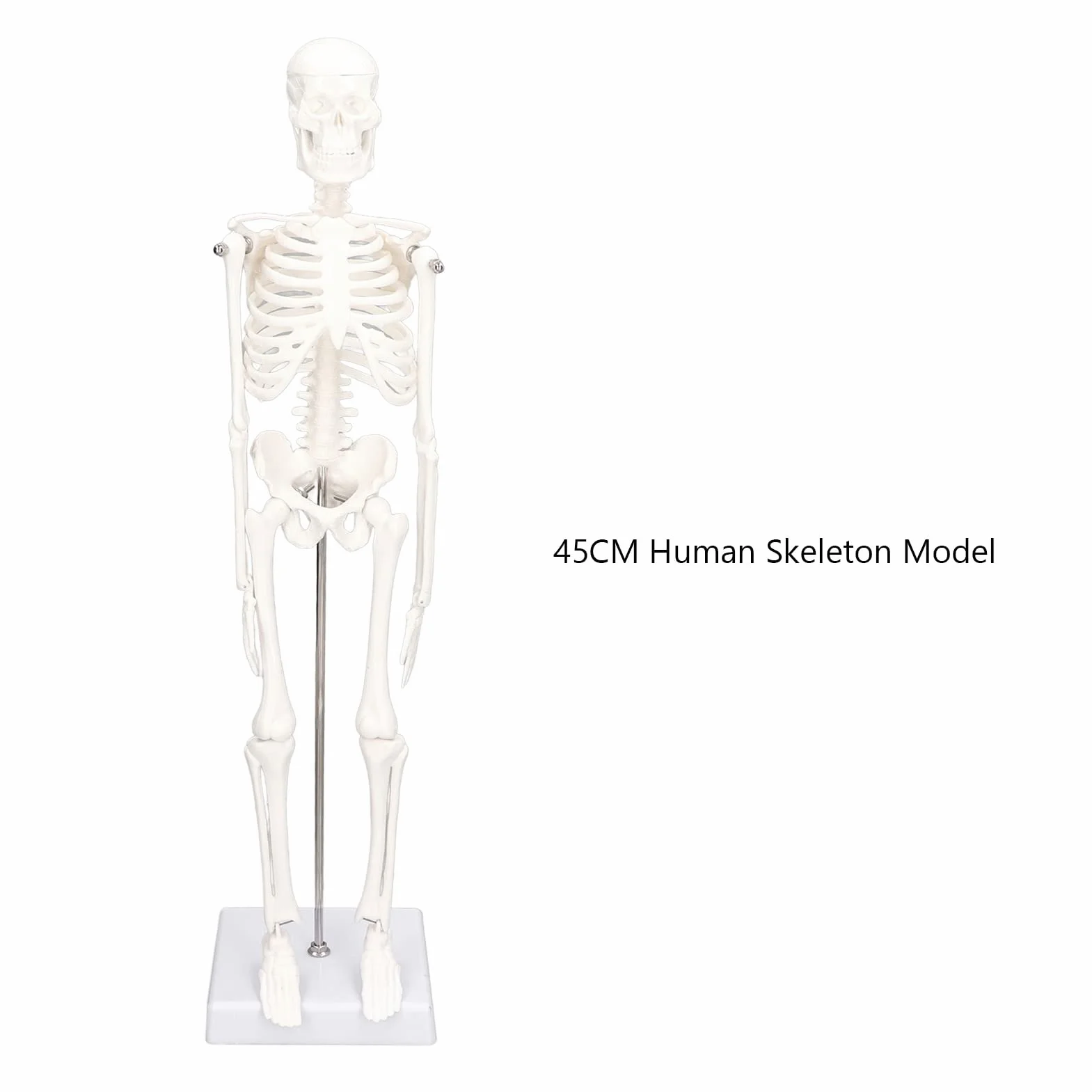 Mini Model Szkieletu Człowieka, Anatomiczny Model Szkieletu Medycznego, 45cm/ 17.7in Mini Model Człowieka z PVC z Pełną Strukturą Kości z Ruchomymi Ramionami, Nogami i Stojakiem do Nauczania