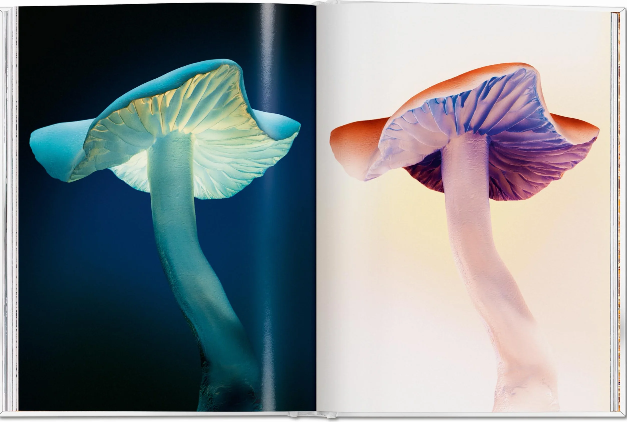 The Gourmand's Mushroom. a Collection of Stories & Recipes