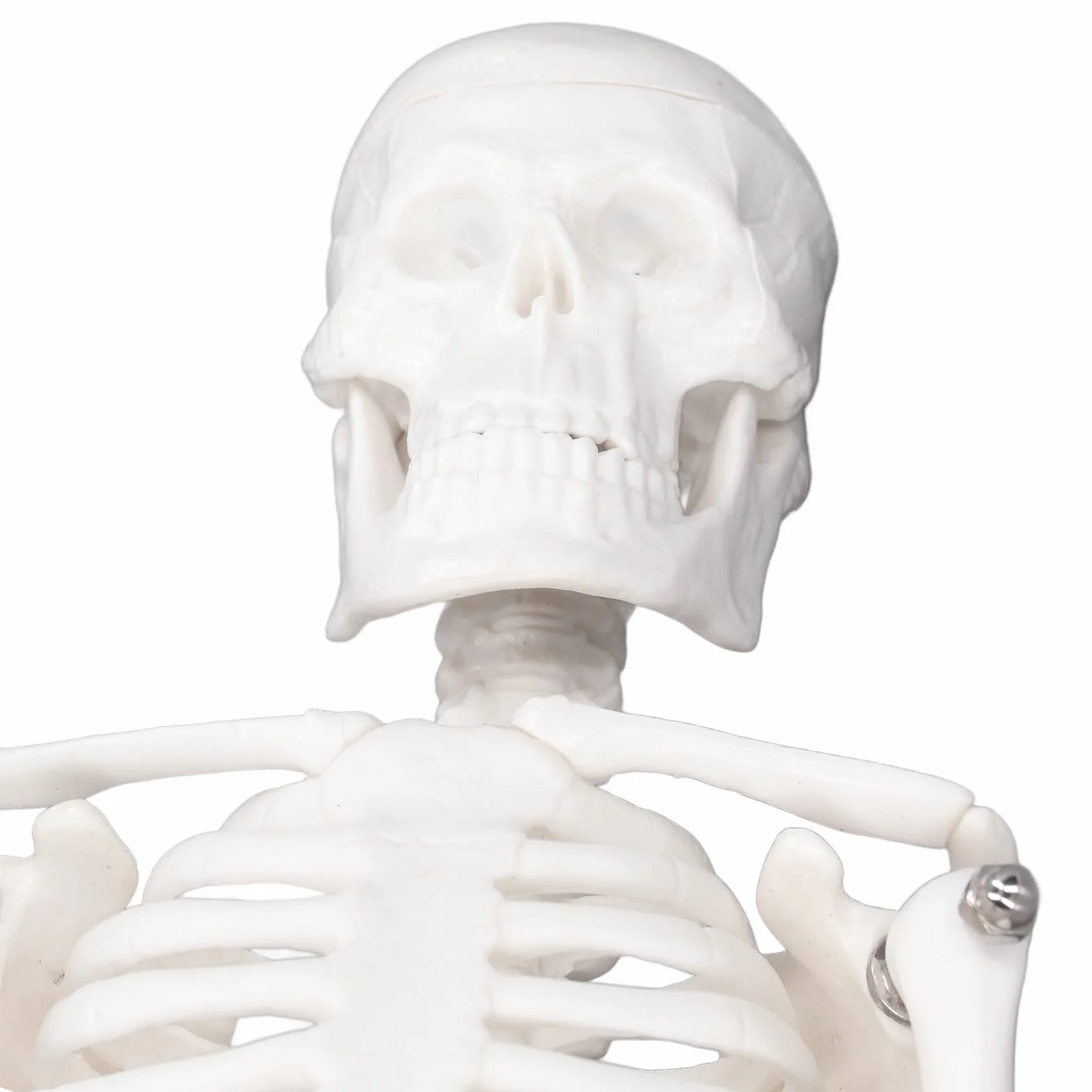Mini Model Szkieletu Człowieka, Anatomiczny Model Szkieletu Medycznego, 45cm/ 17.7in Mini Model Człowieka z PVC z Pełną Strukturą Kości z Ruchomymi Ramionami, Nogami i Stojakiem do Nauczania