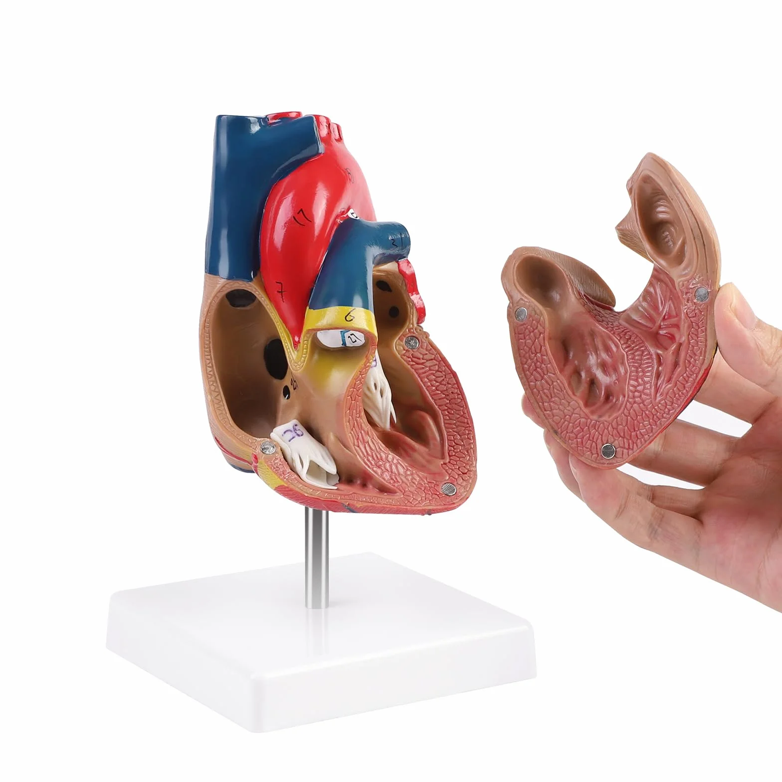ERWEY Model ludzkiego serca do anatomii, replika 1:1 modelu serca naturalnej wielkości, z 34 oznaczeniami anatomicznymi i podstawą z PVC