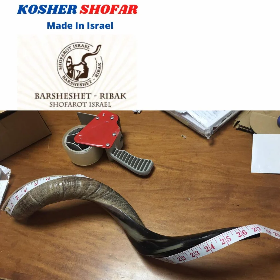 40 - 48 cm naturalny autentyczny koszerny jemeński róg kudu szofar żydowski - Izrael