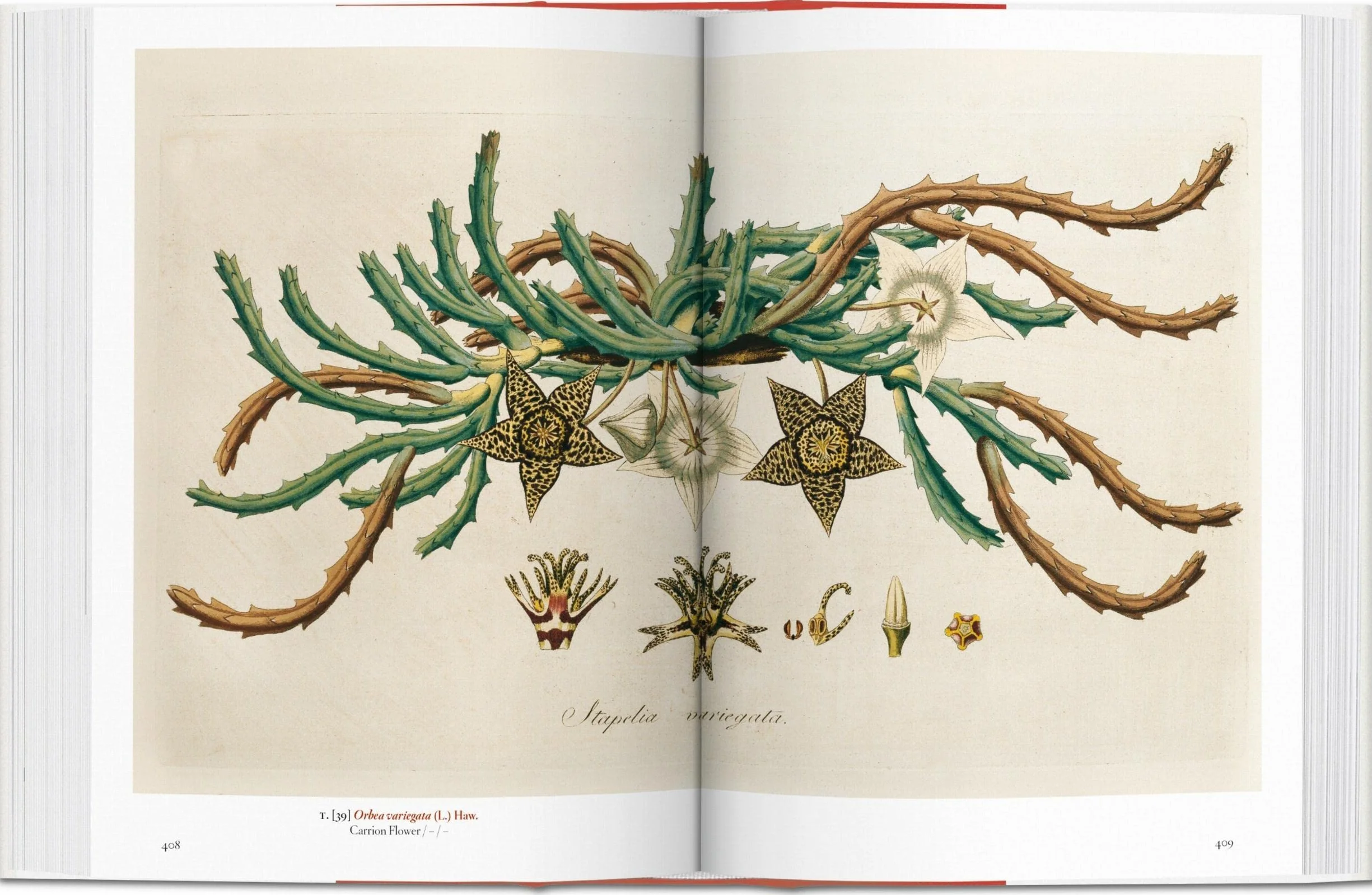 A Garden Eden: Masterpieces of Botanical Illustration: Masterpieces of Botanical Illustration. 45th Ed.