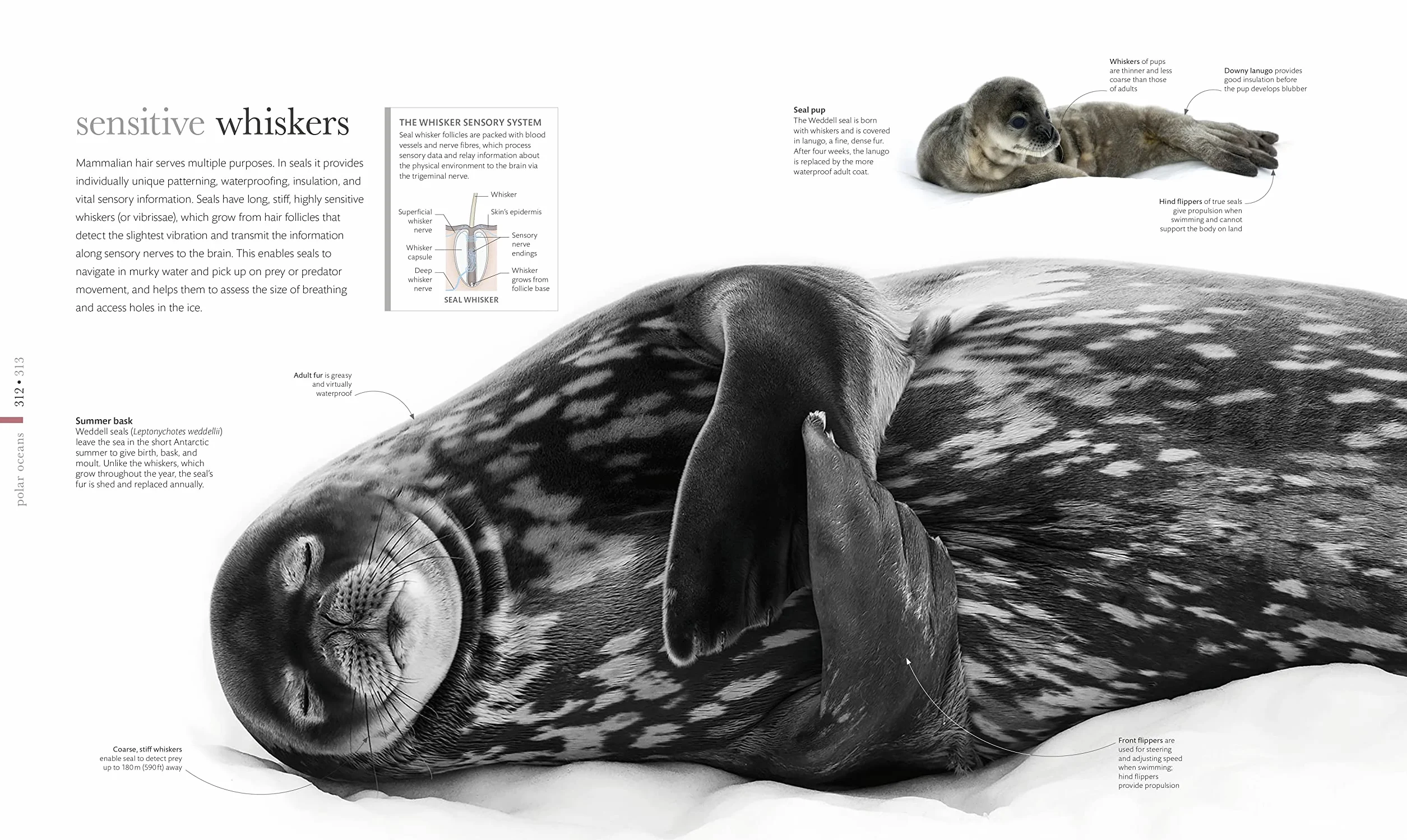 The Science of the Ocean: The Secrets of the Seas Revealed