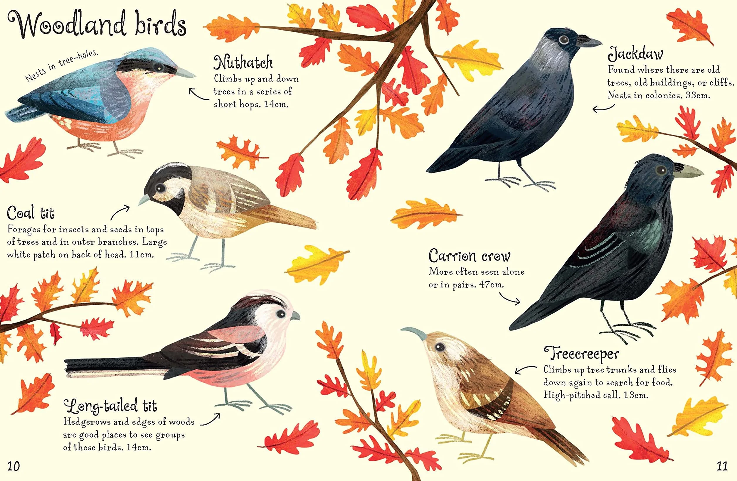 Birds to Spot (Usborne Minis)