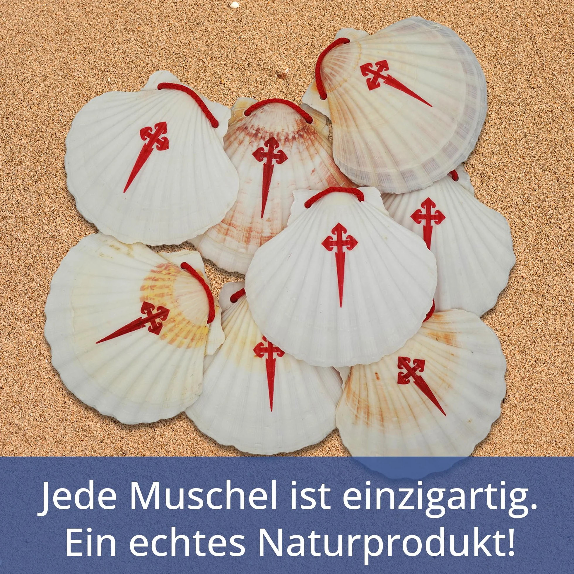 Buen Camino Przegrzebek muszla pielgrzymkowa na ścieżkę św. św. Jakuba, 11 x 10 cm, oryginalny produkt z Galicji, produkt naturalny