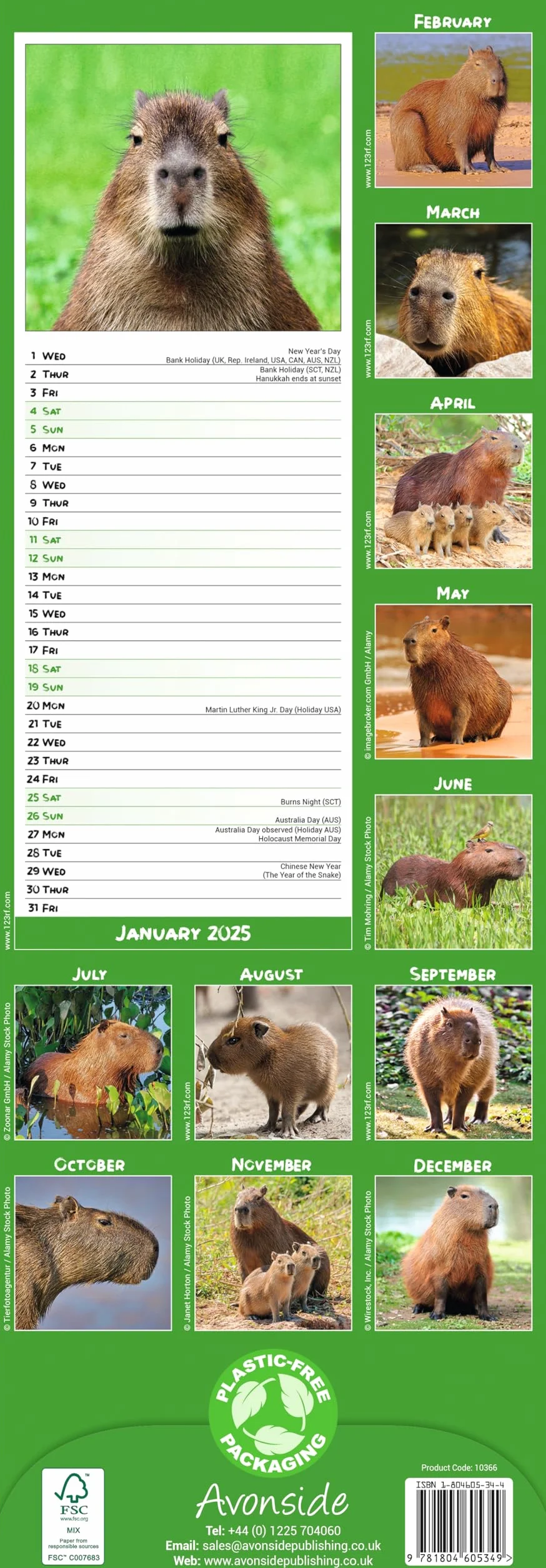 Capybara – Wasserschwein 2025: Original Avonside-Kalender – Slimline [Mehrsprachig] [Kalender]