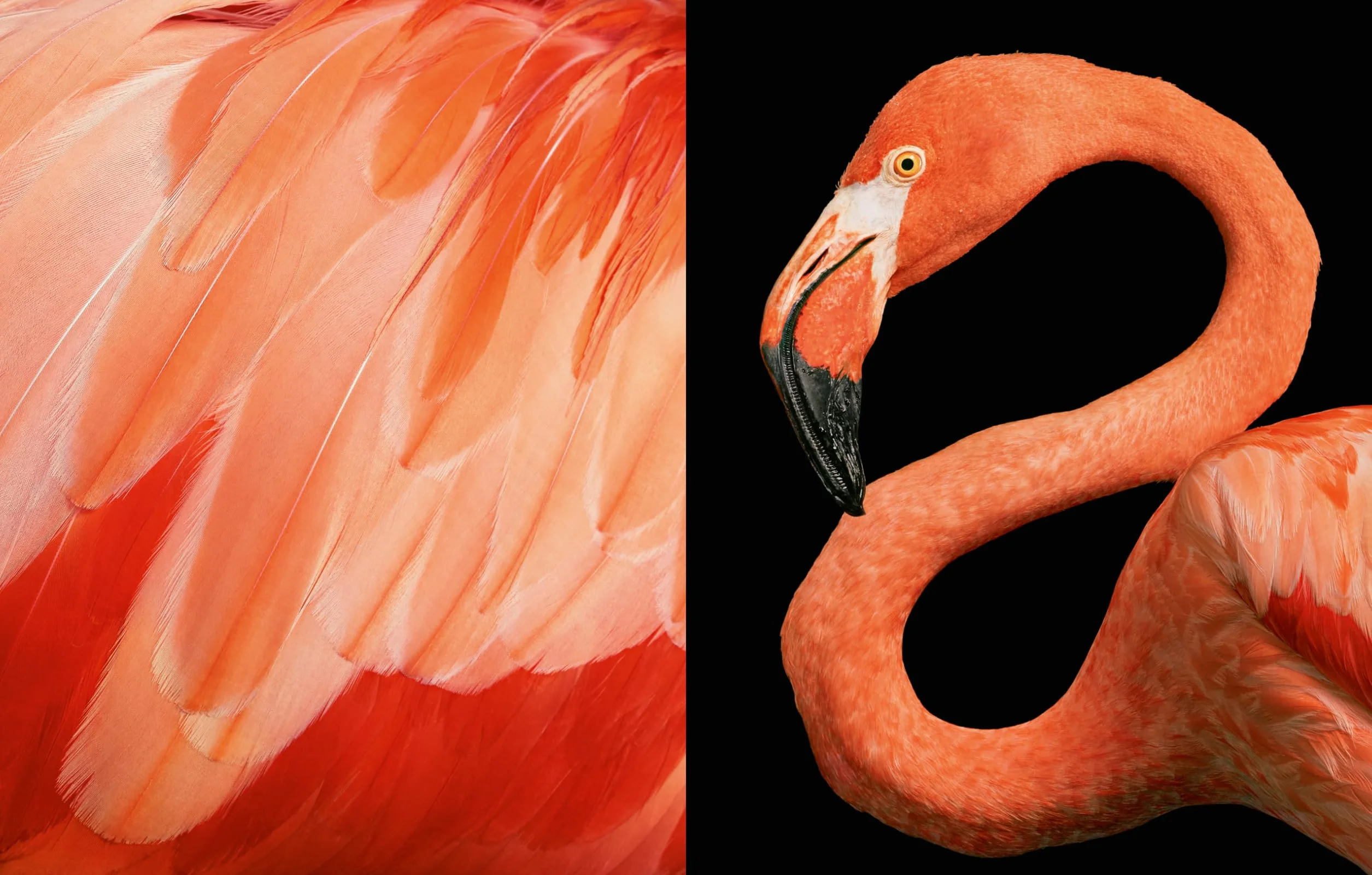 Birds: Photographs